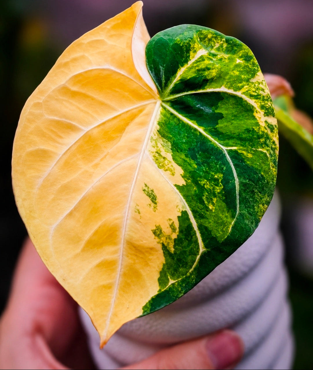 Anthurium magnificum × dressleri 'White'