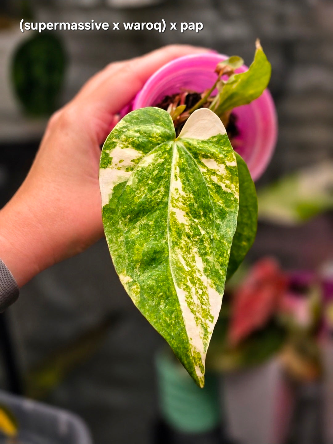 Quasar, the mother plant of this clone, at Plant.ess