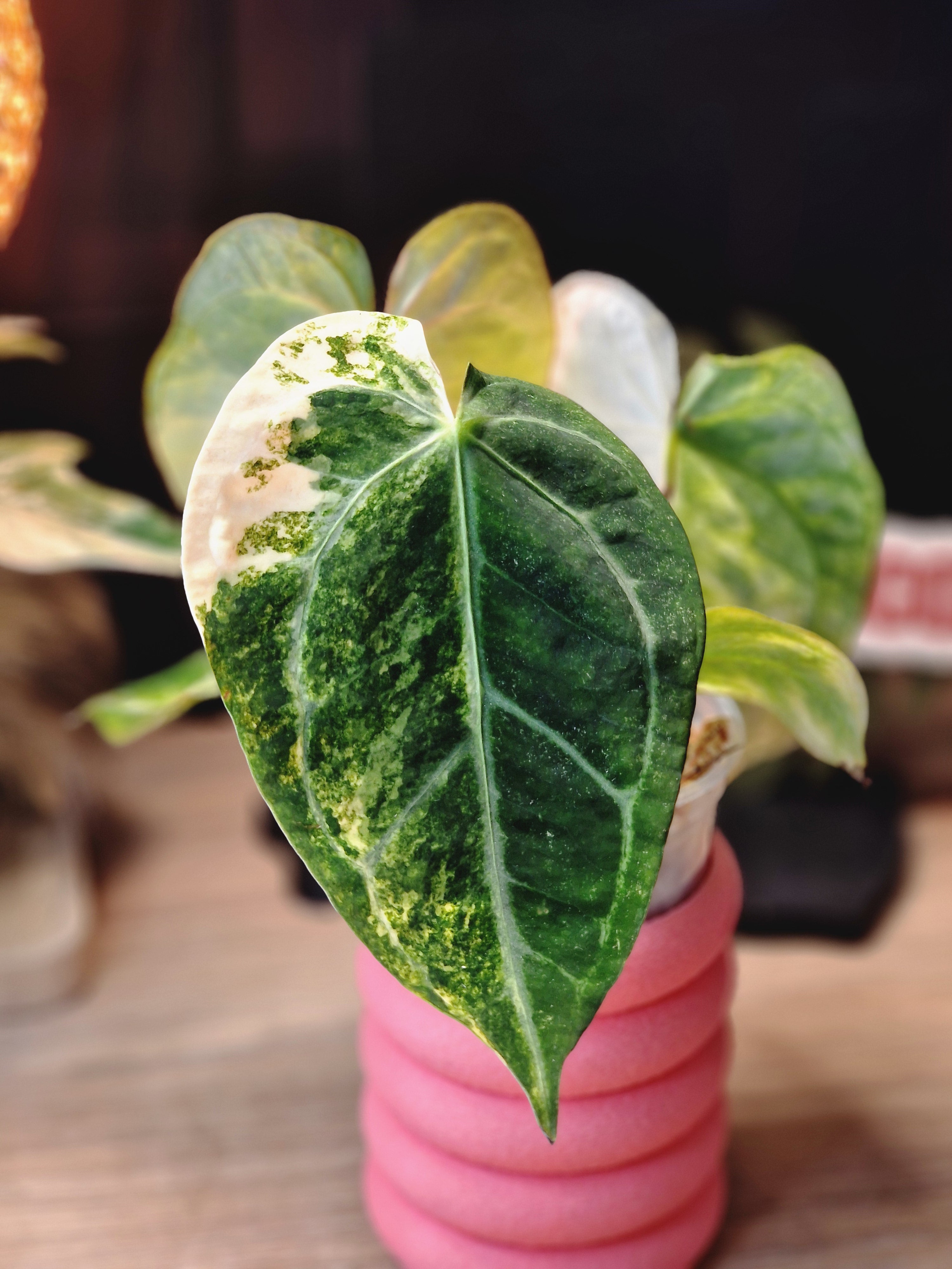 Anthurium (papi x crys) x (magnificumxforgetti)