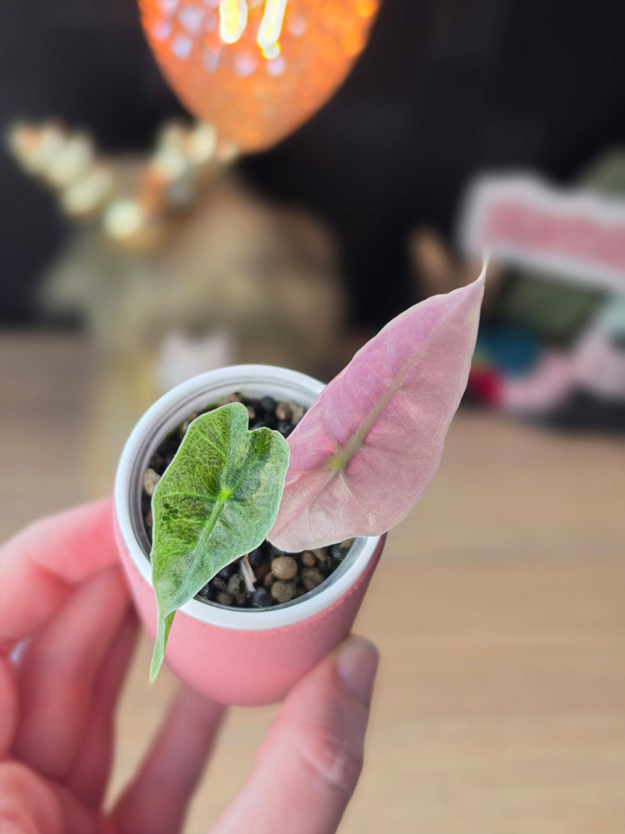 Alocasia Pink Polly Mutation | Rare Pink Variegated Collector Alocasia
