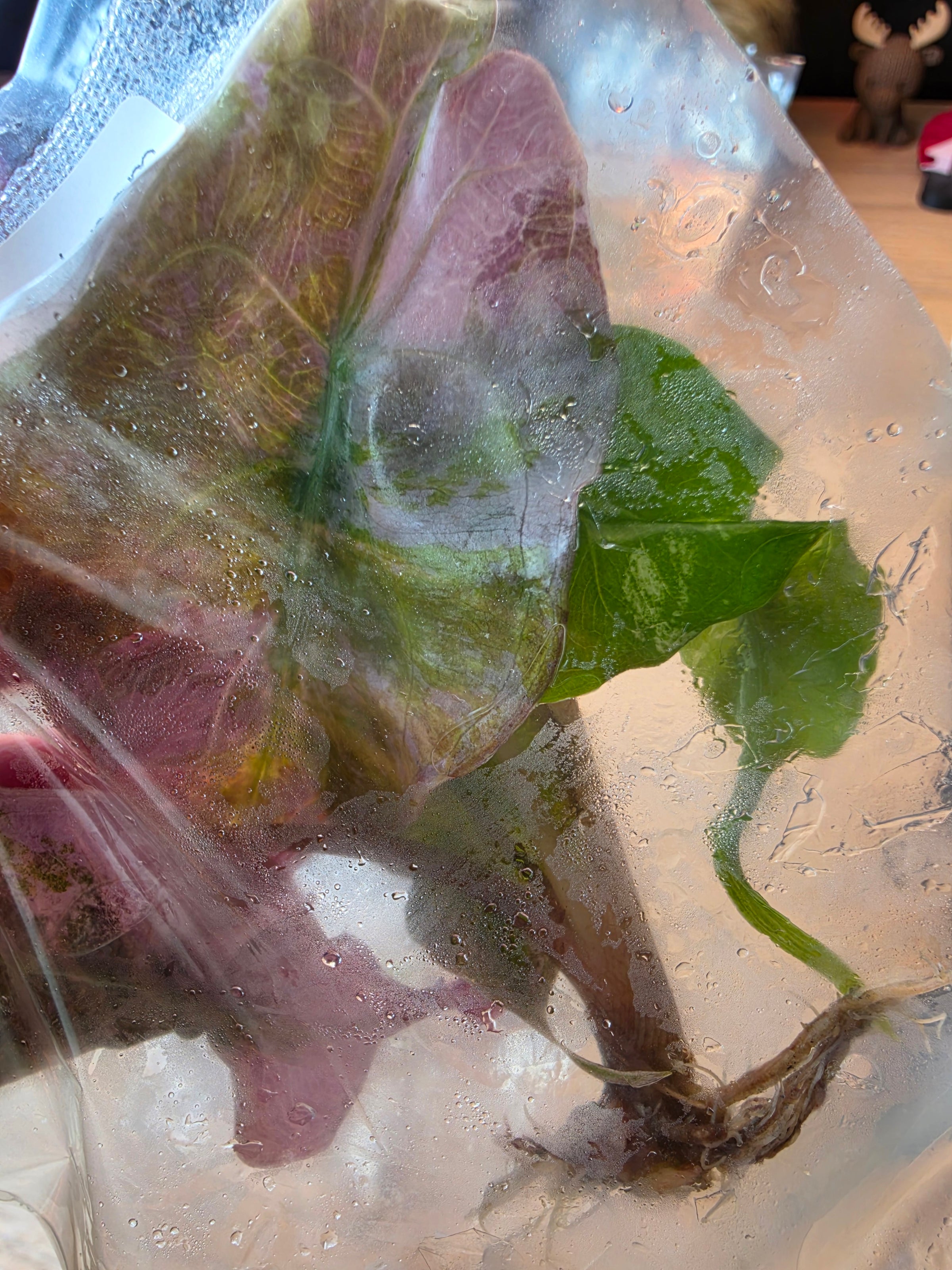 Alocasia Venom Purple variegation reference