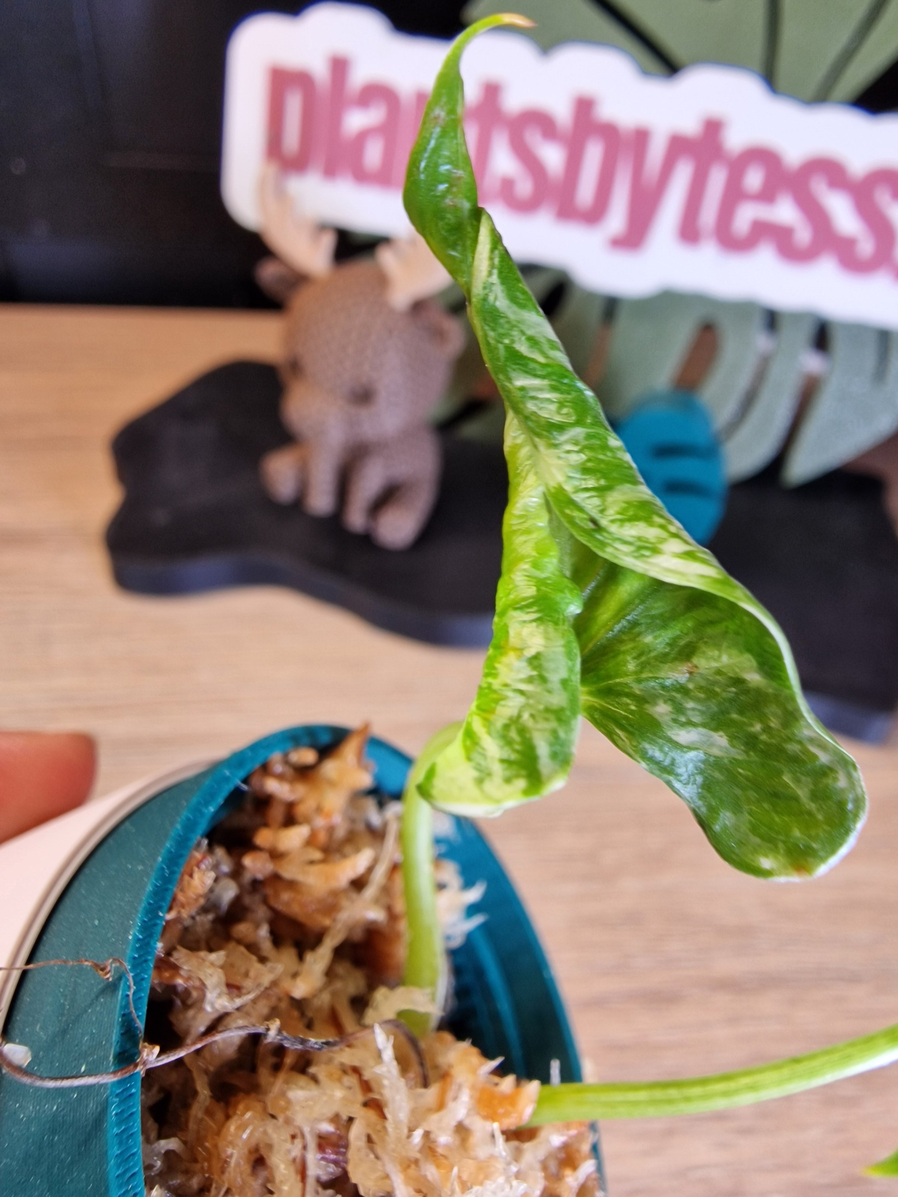 Alocasia Cucullata Crinkles albo #2