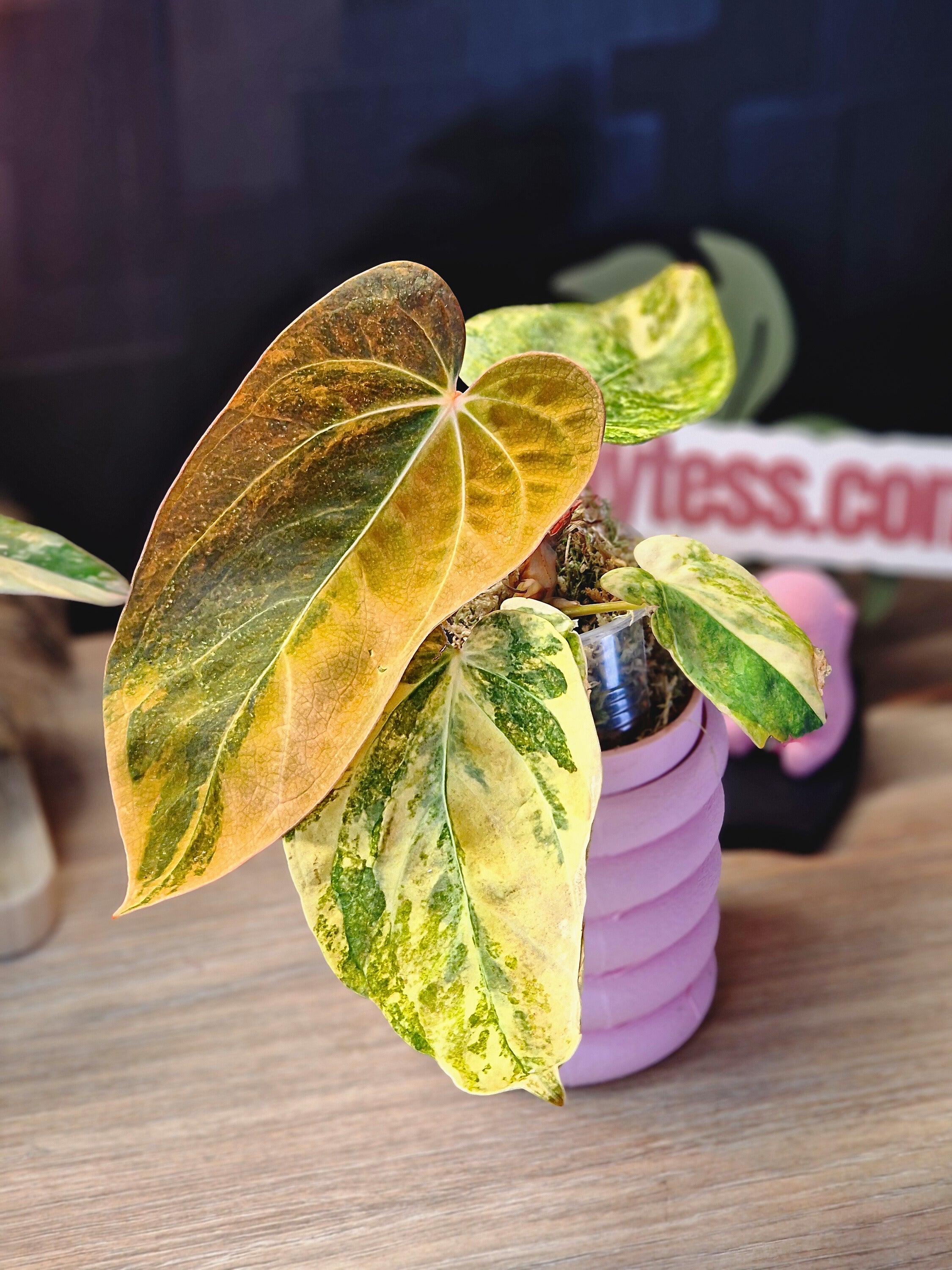 Anthurium Forgetti x (CarlaxAOS) #2