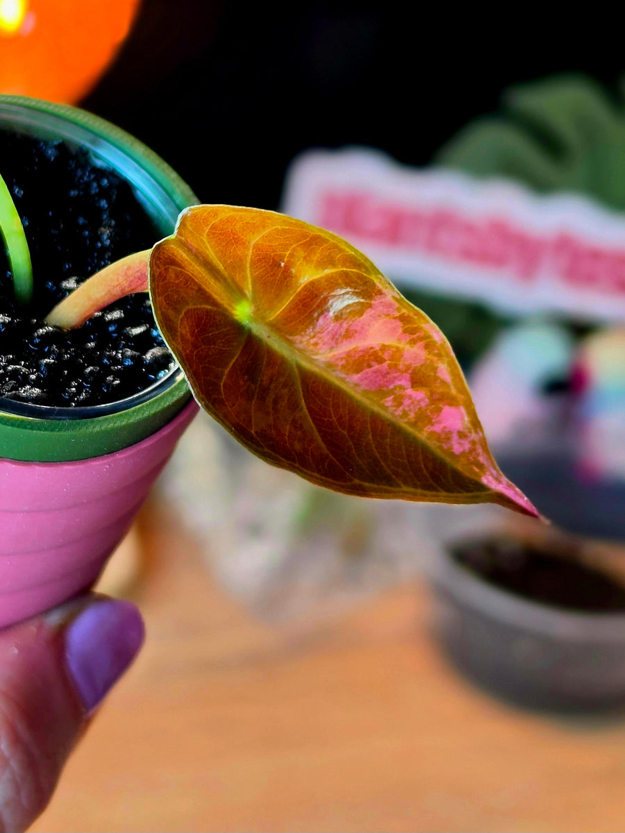 Alocasia Sedenii Pink Variegated | Ultra Rare Pink Collector Alocasia Plant