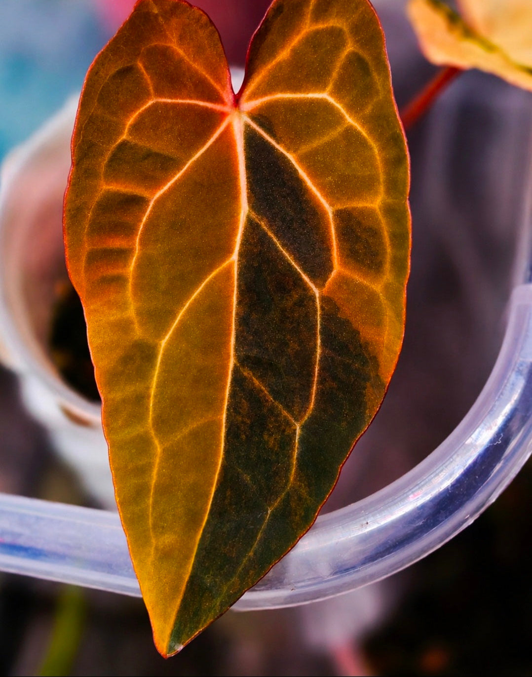 Anthurium