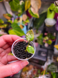 Alocasia Reginae Albo Variegated | Rare Collector Alocasia Plant #2