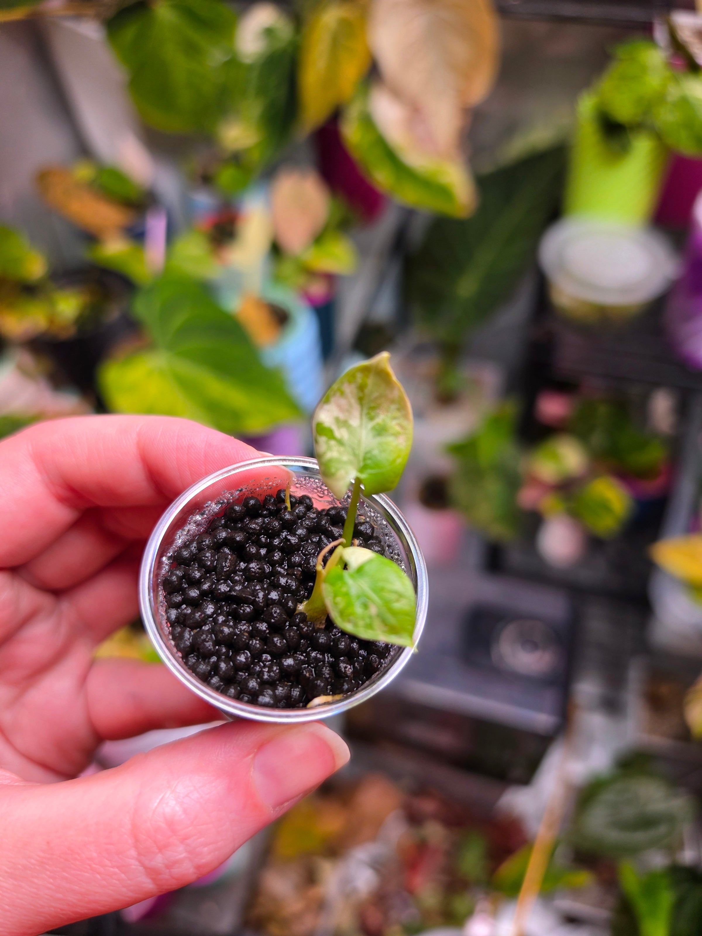 Alocasia Reginae Albo Variegated | Rare Collector Alocasia Plant #2