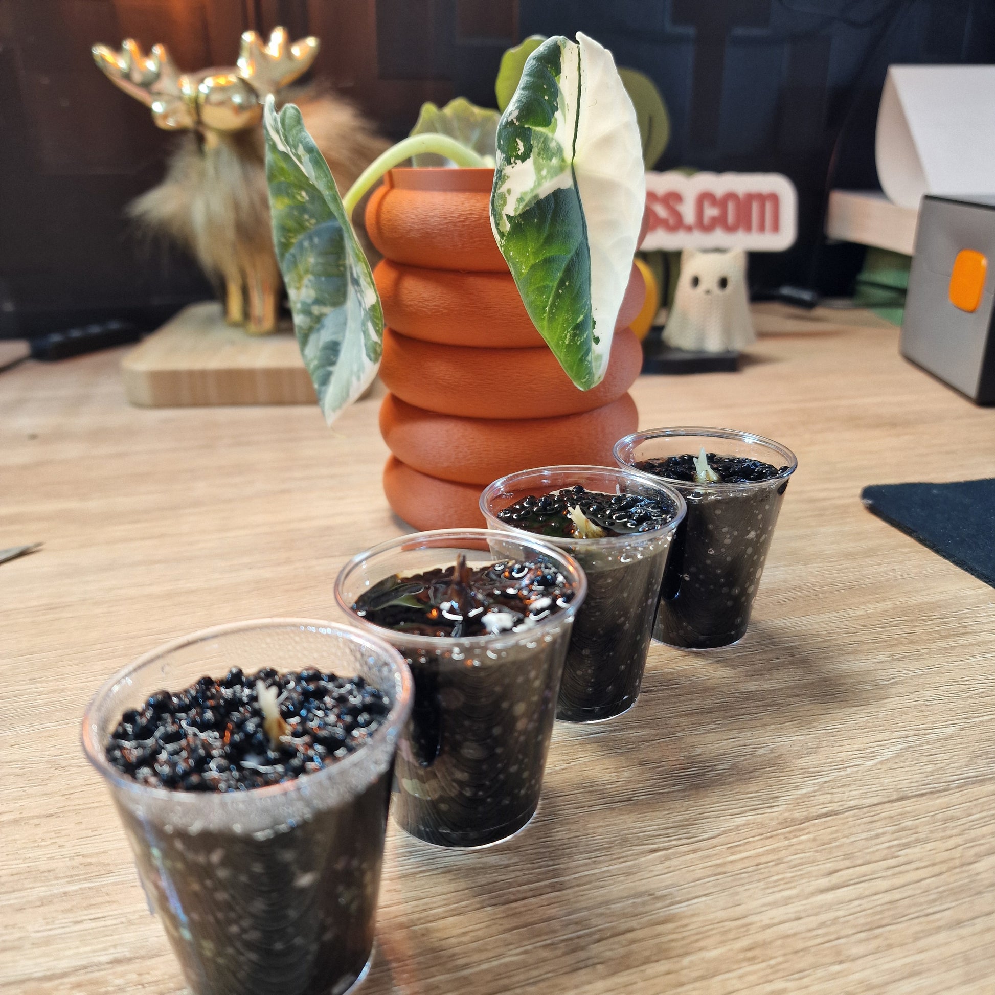 Maharani albo corms