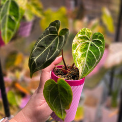 Anthurium Red Crystallinum x Self x Michelle variegated top cut collector plant at Plant.ess