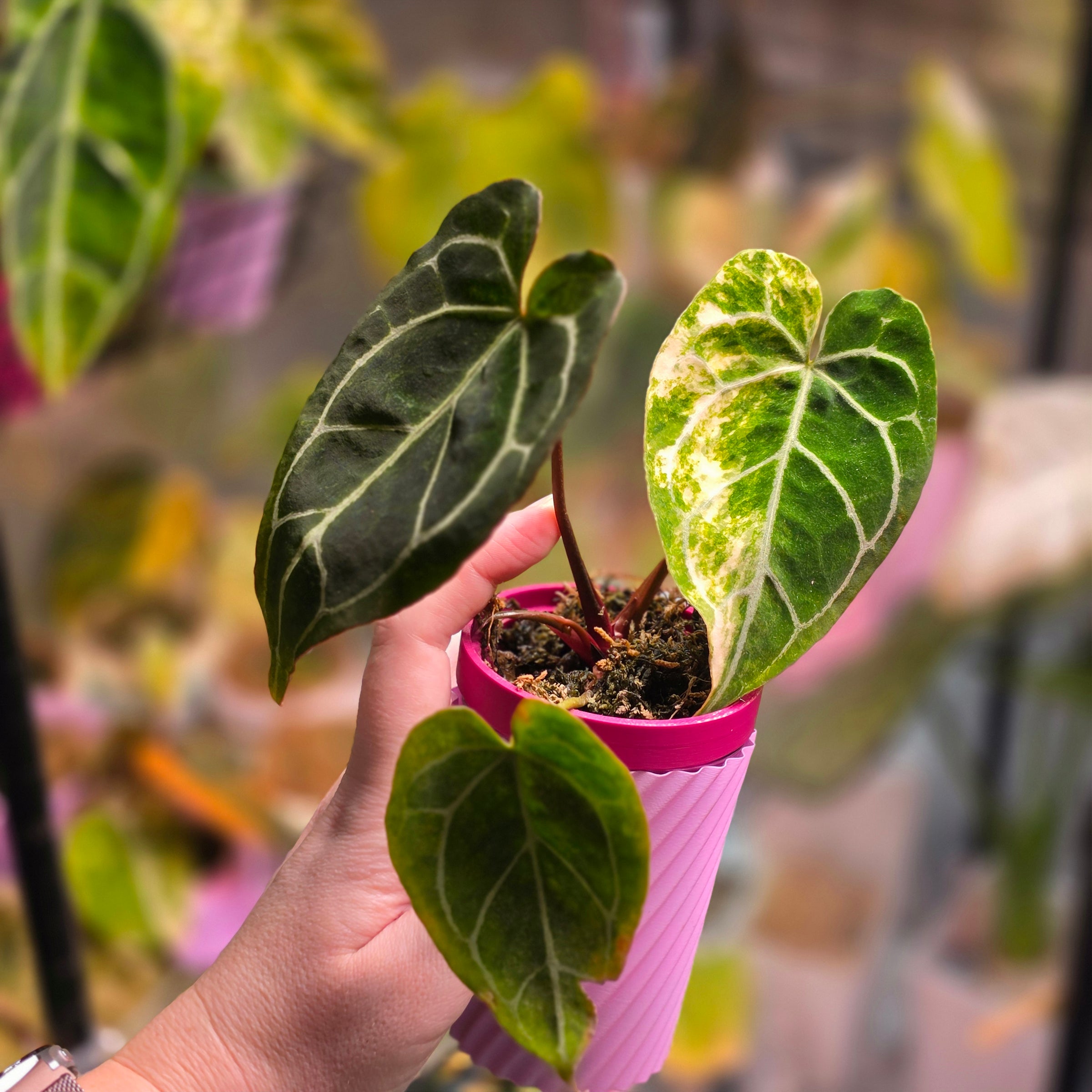 Anthurium Red Crystallinum x Self x Michelle variegated top cut collector plant at Plant.ess