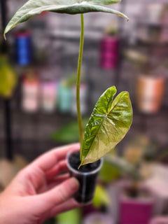 Alocasia Serendipity Gold Variegated | Rare Collector Alocasia Plant #3