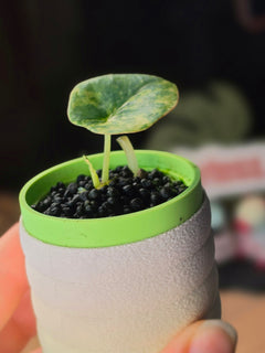 Alocasia Nebula Aurea | Golden Variegated Rare Plant #1