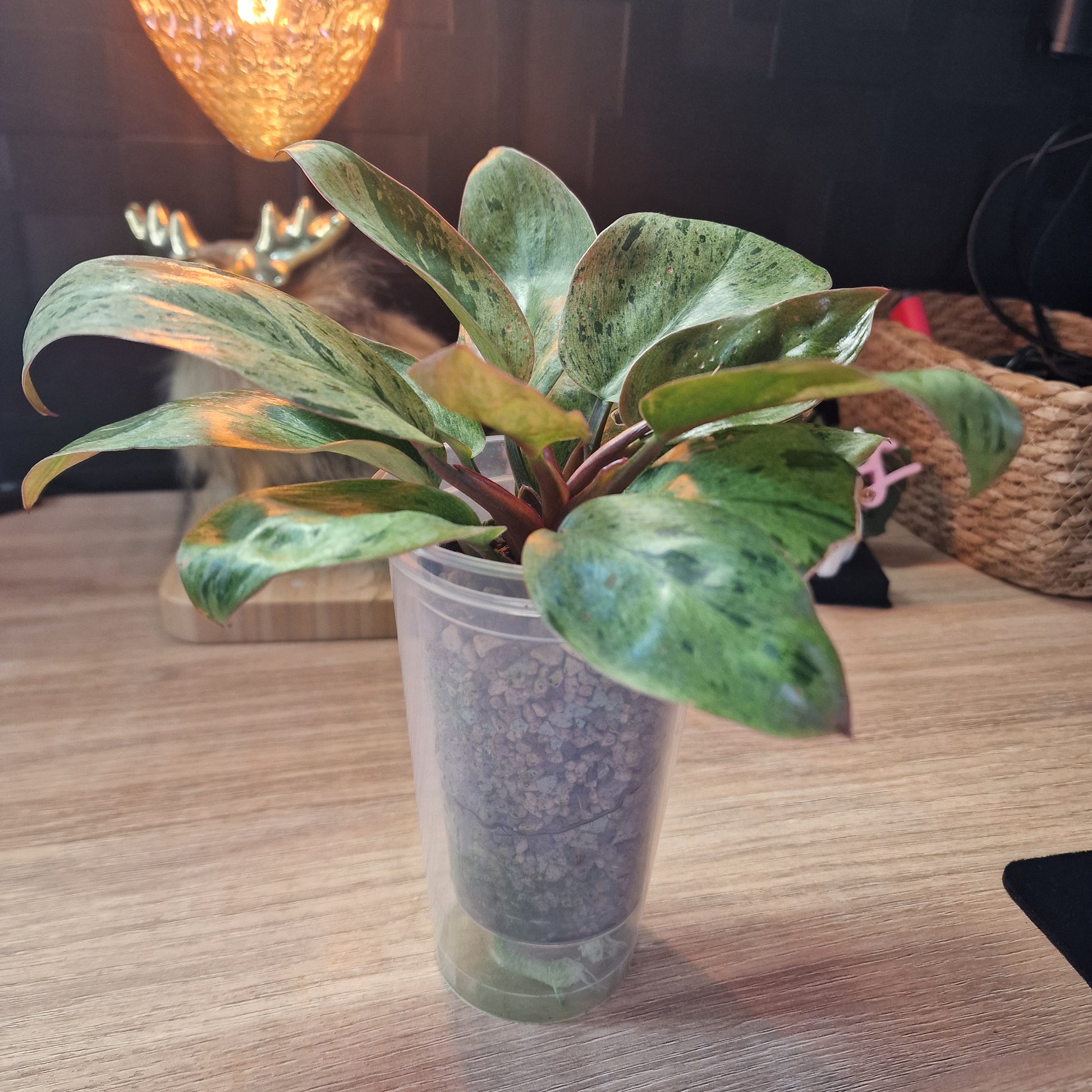 Philodendron Red Congo dwarf mint