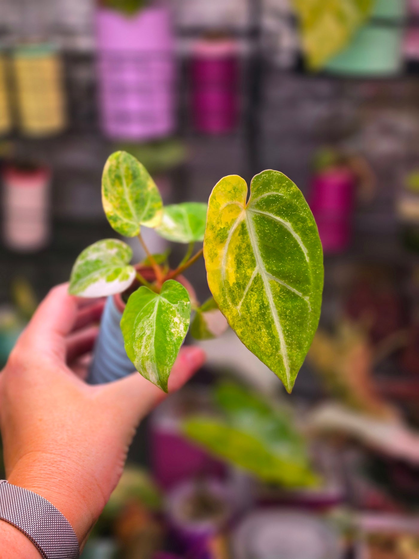 Anthurium papillilaminum × 'Michelle' (Variegated)