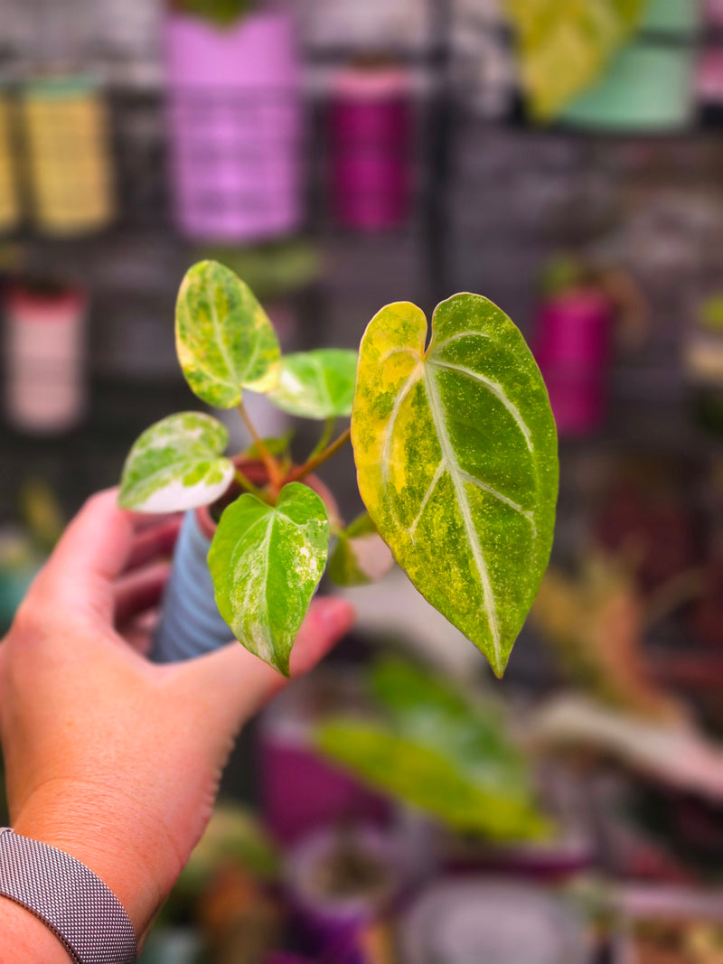 Anthurium papillilaminum × 'Michelle' (Variegated)