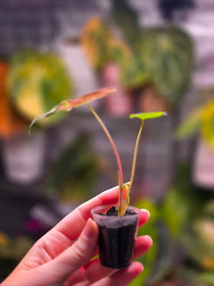 Alocasia Black Satun Stardust | Speckled Variegated Collector Alocasia