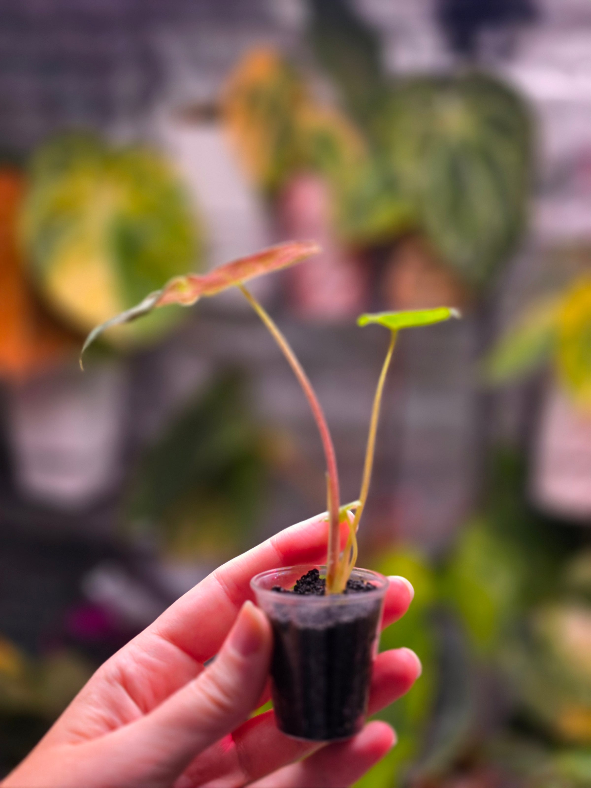 Alocasia Black Satun Stardust | Speckled Variegated Collector Alocasia