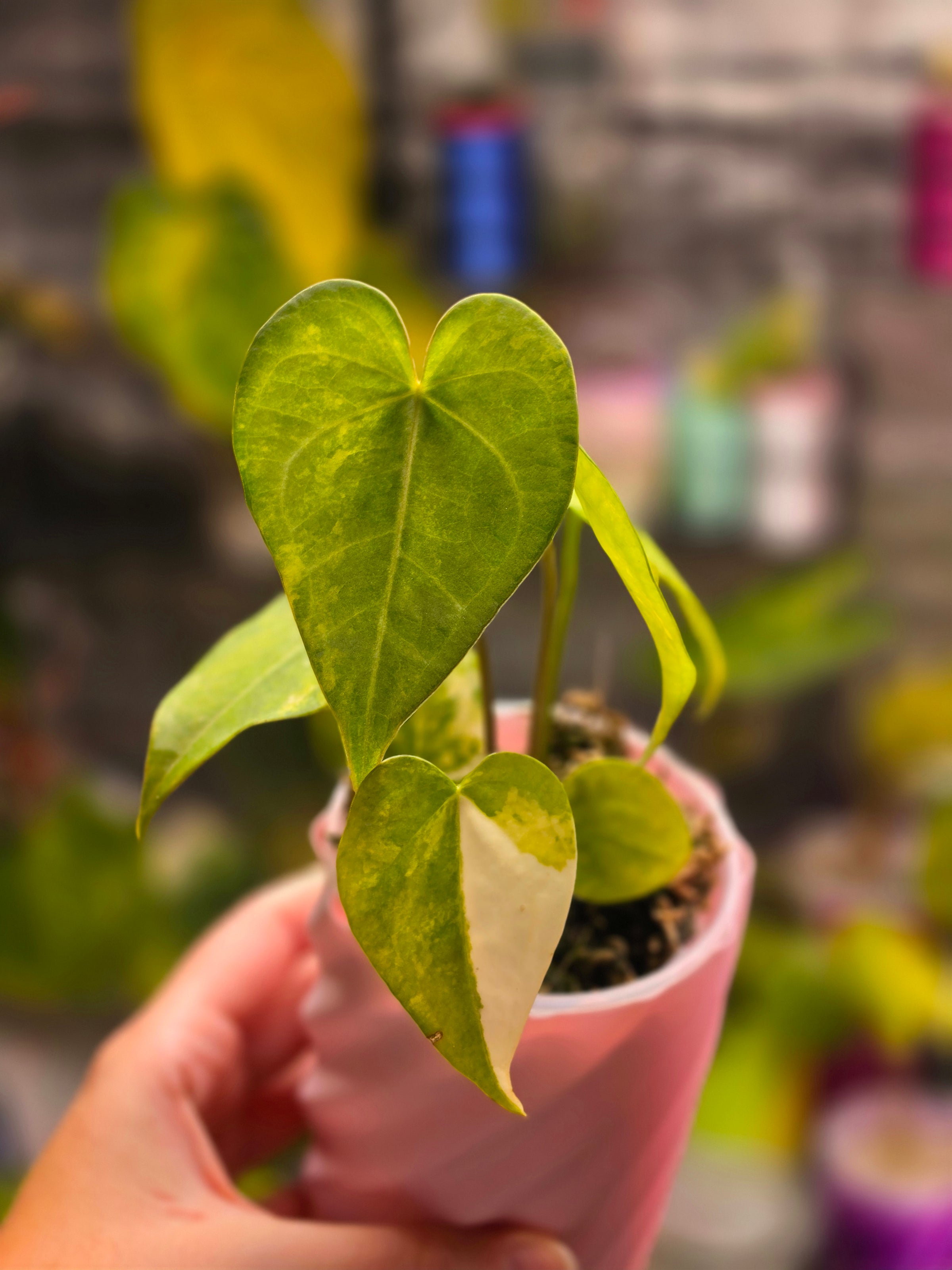 Anthurium Queen of Hearts × Clarinervium | Velvet Heart Leaf Hybrid