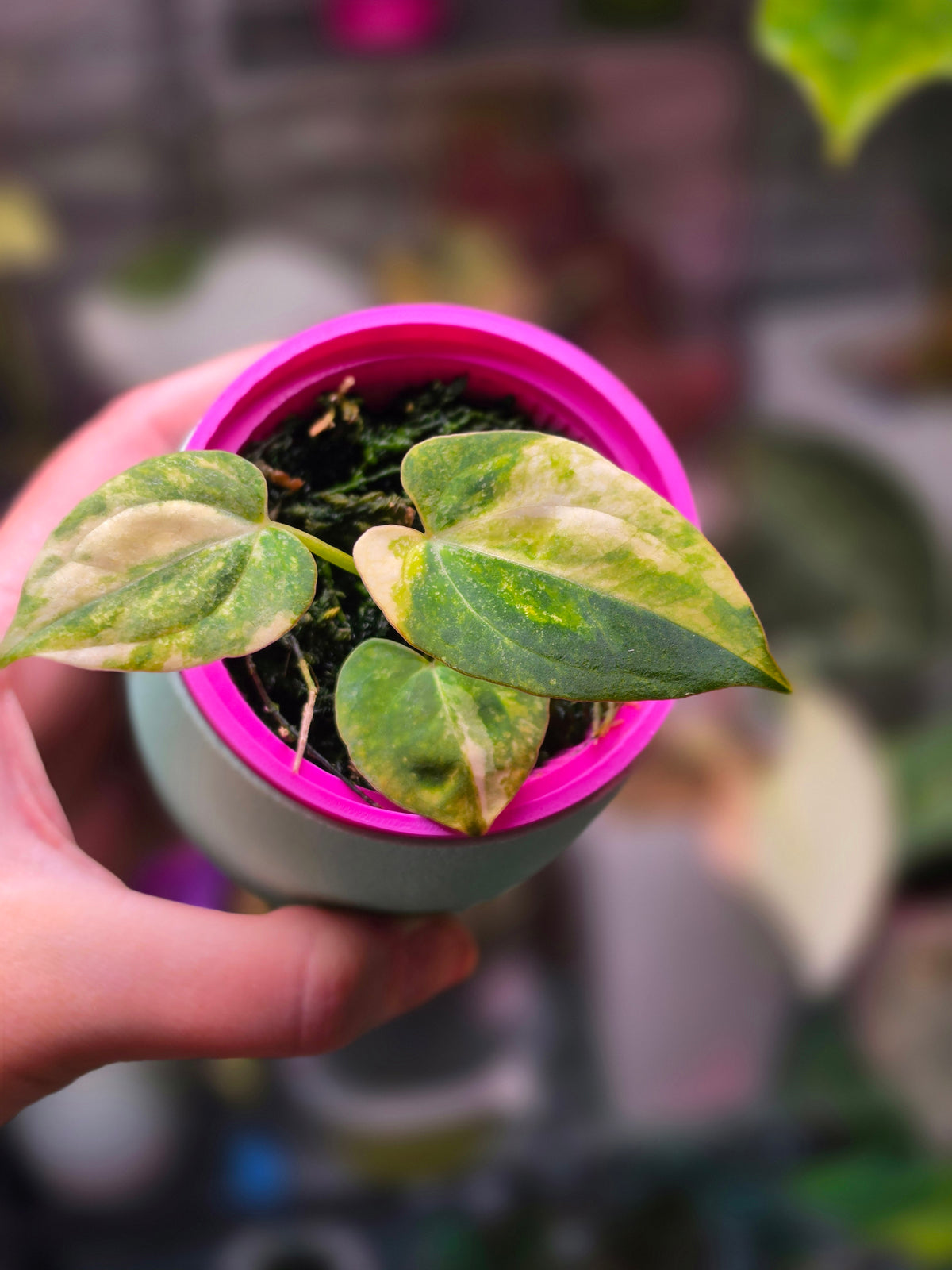 Anthurium 'Ace of Spades' DF × (papillilaminum × RVDP) (Variegated)