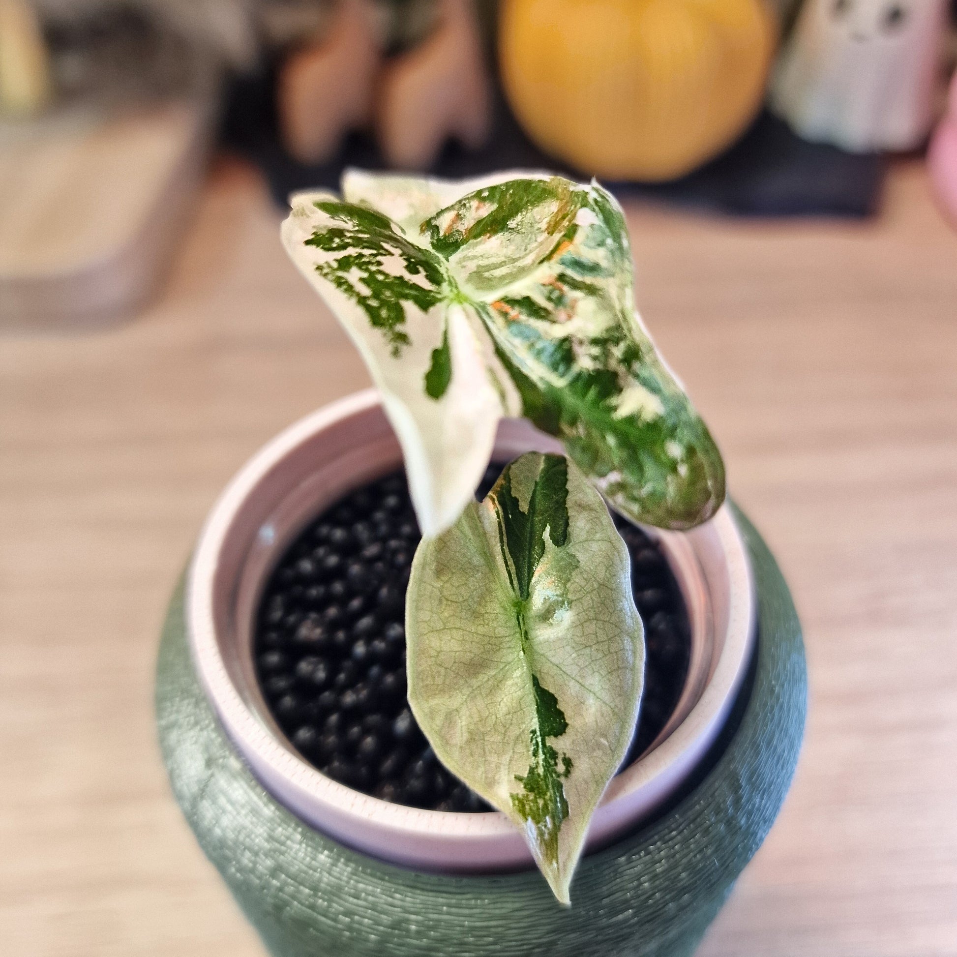 Alocasia Nobilis pink