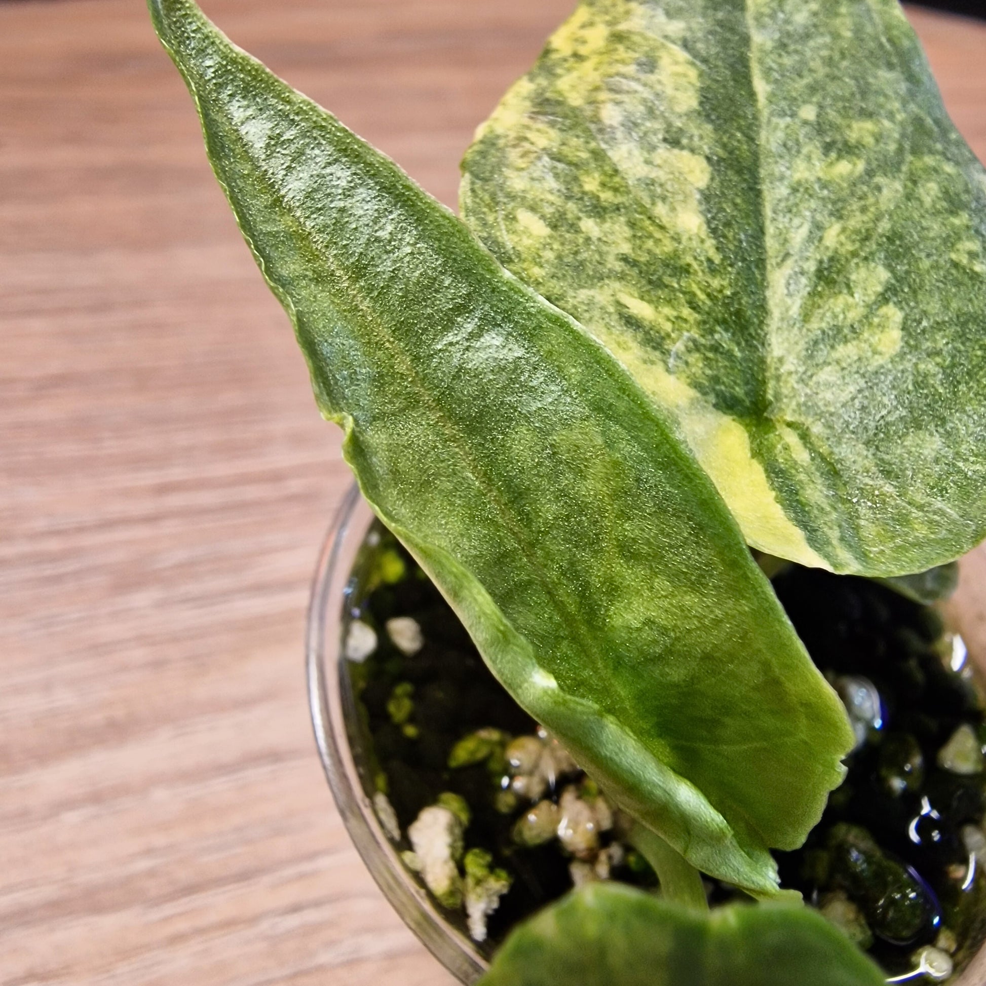 Alocasia Heterophylla 'Dragons Breath' aurea