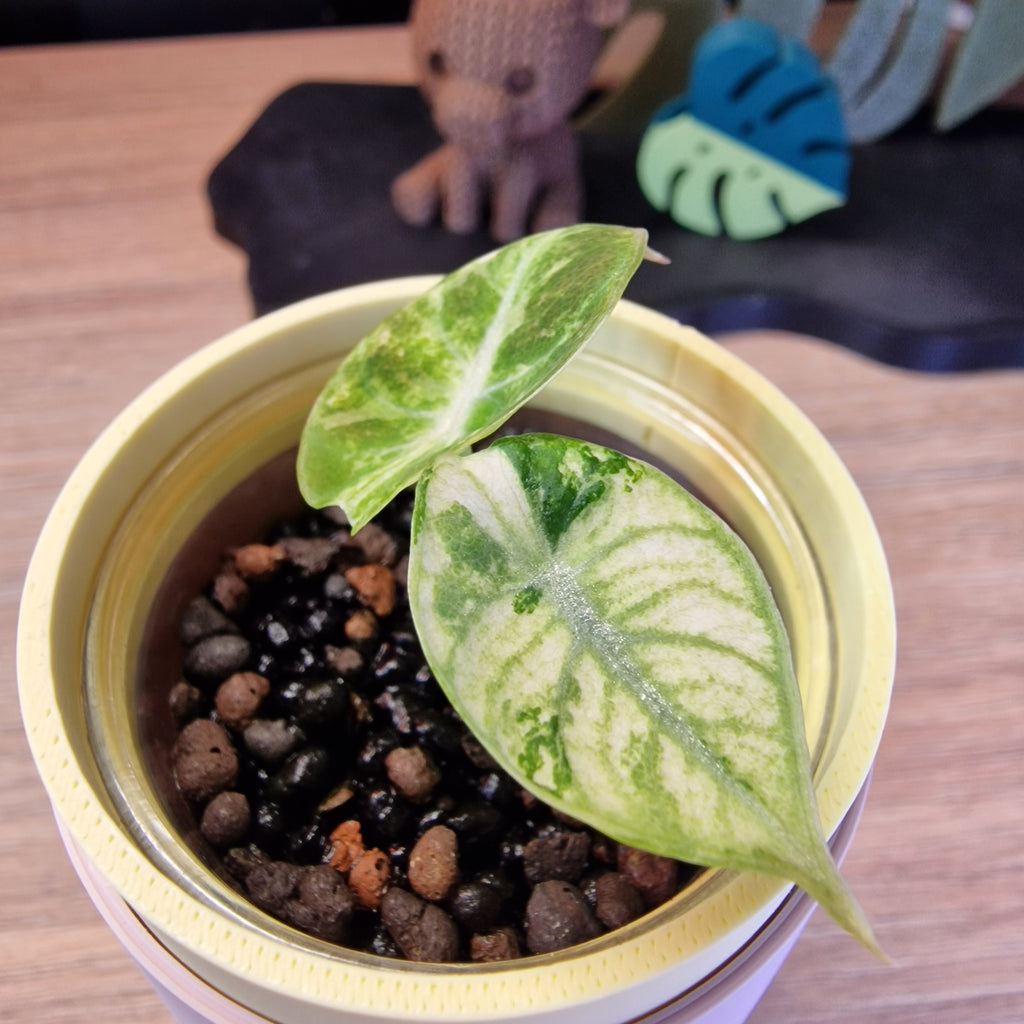 Alocasia Ninja Pink baby