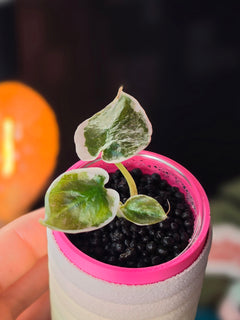 Alocasia Cuprea Pink Marble | Rare Pink Variegated Collector Alocasia