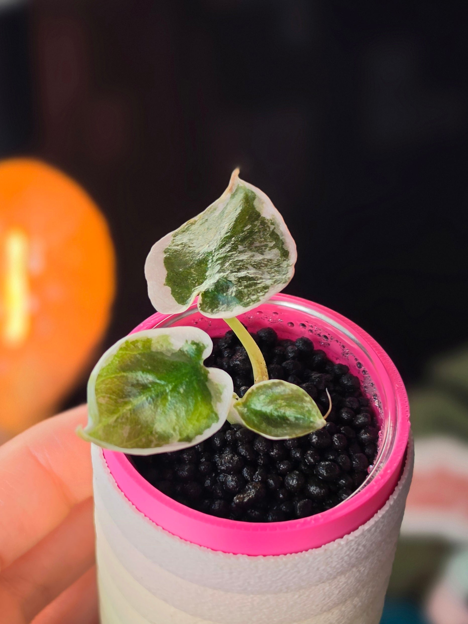 Alocasia Cuprea Pink Marble | Rare Pink Variegated Collector Alocasia