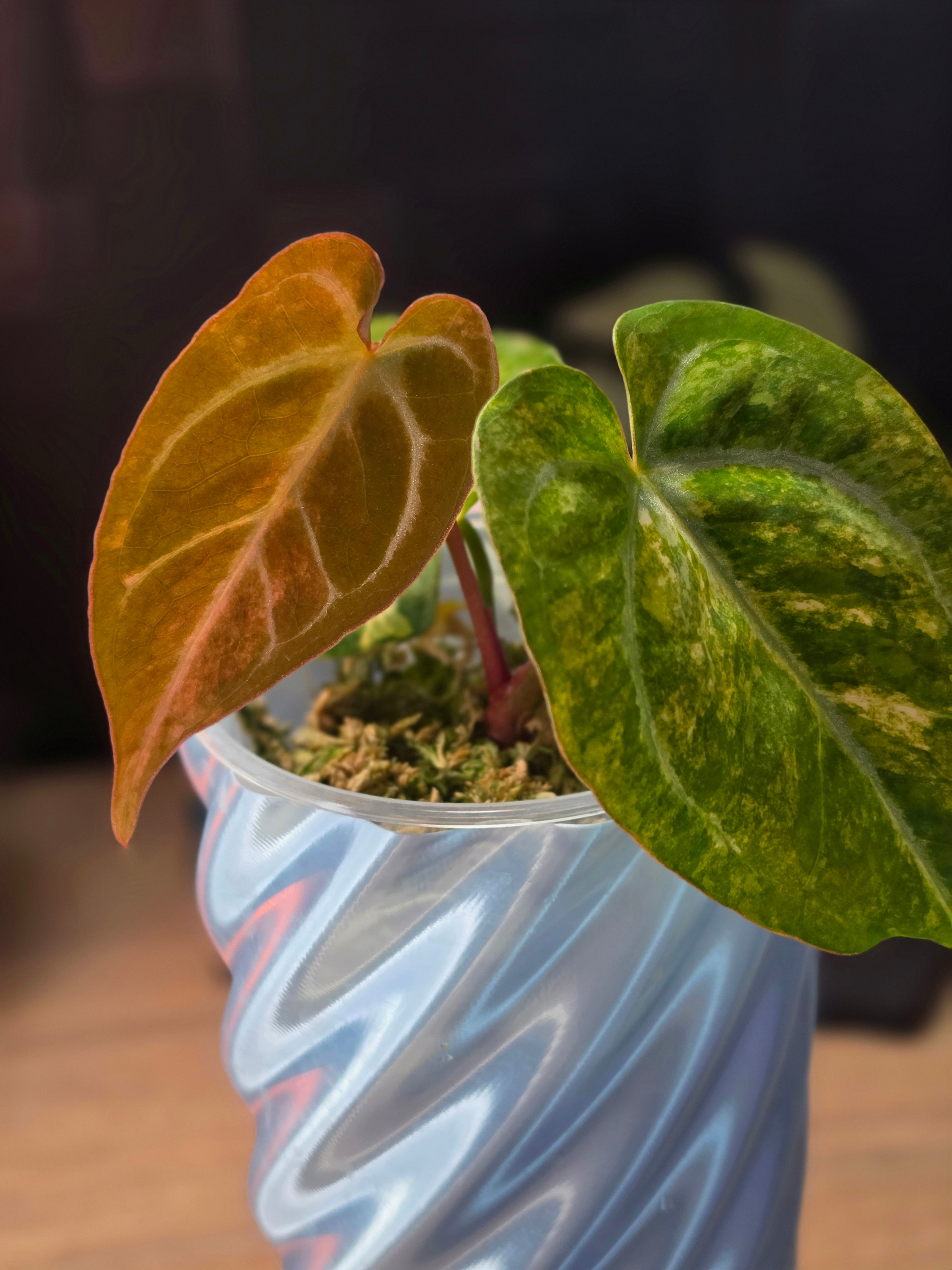 Anthurium (Crystallinum × Papillilaminum) × (Forgetii × Carlablackiae) | Variegated Collector Seedling
