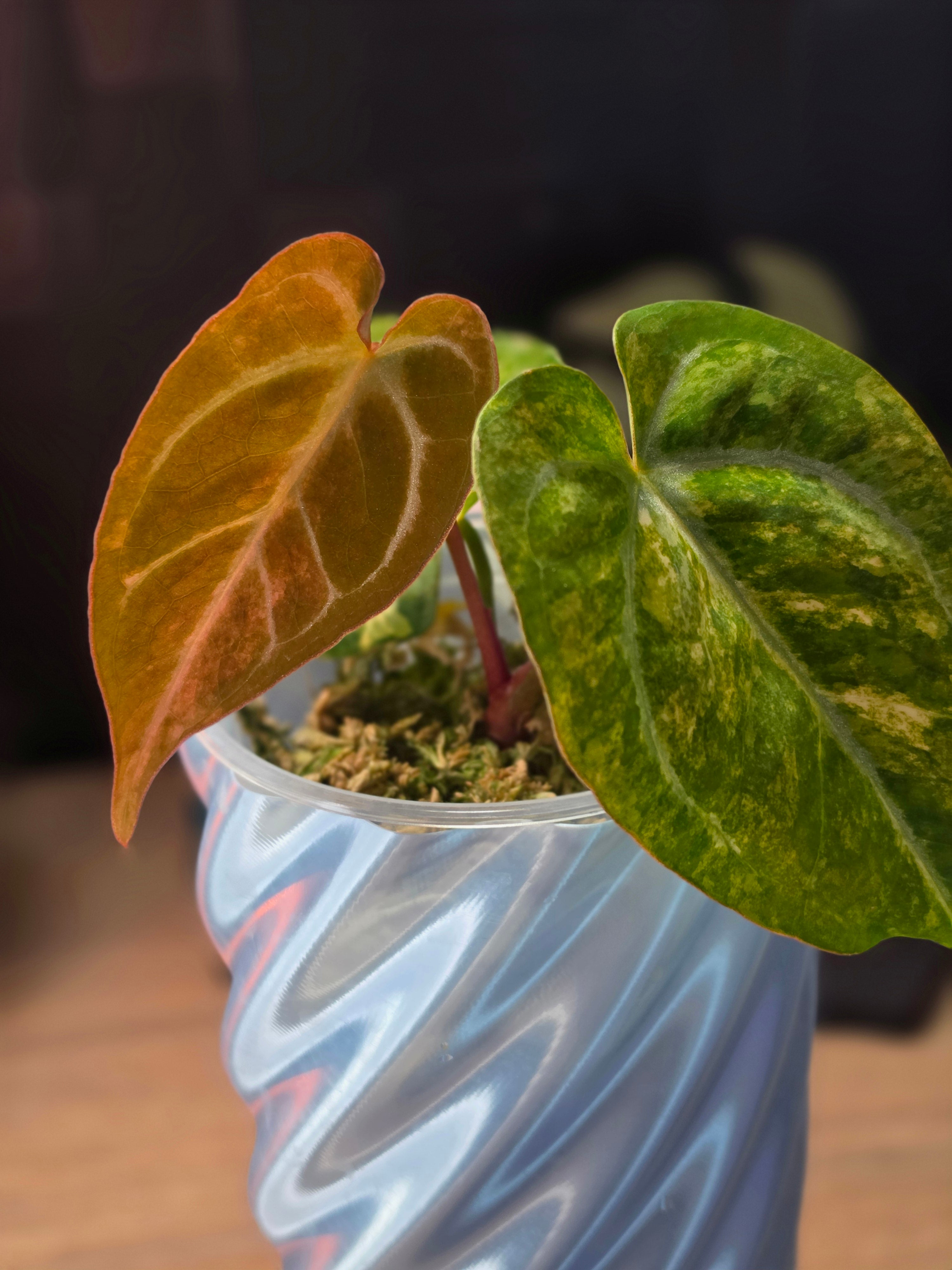 Anthurium (Crystallinum × Papillilaminum) × (Forgetii × Carlablackiae) | Variegated Collector Seedling
