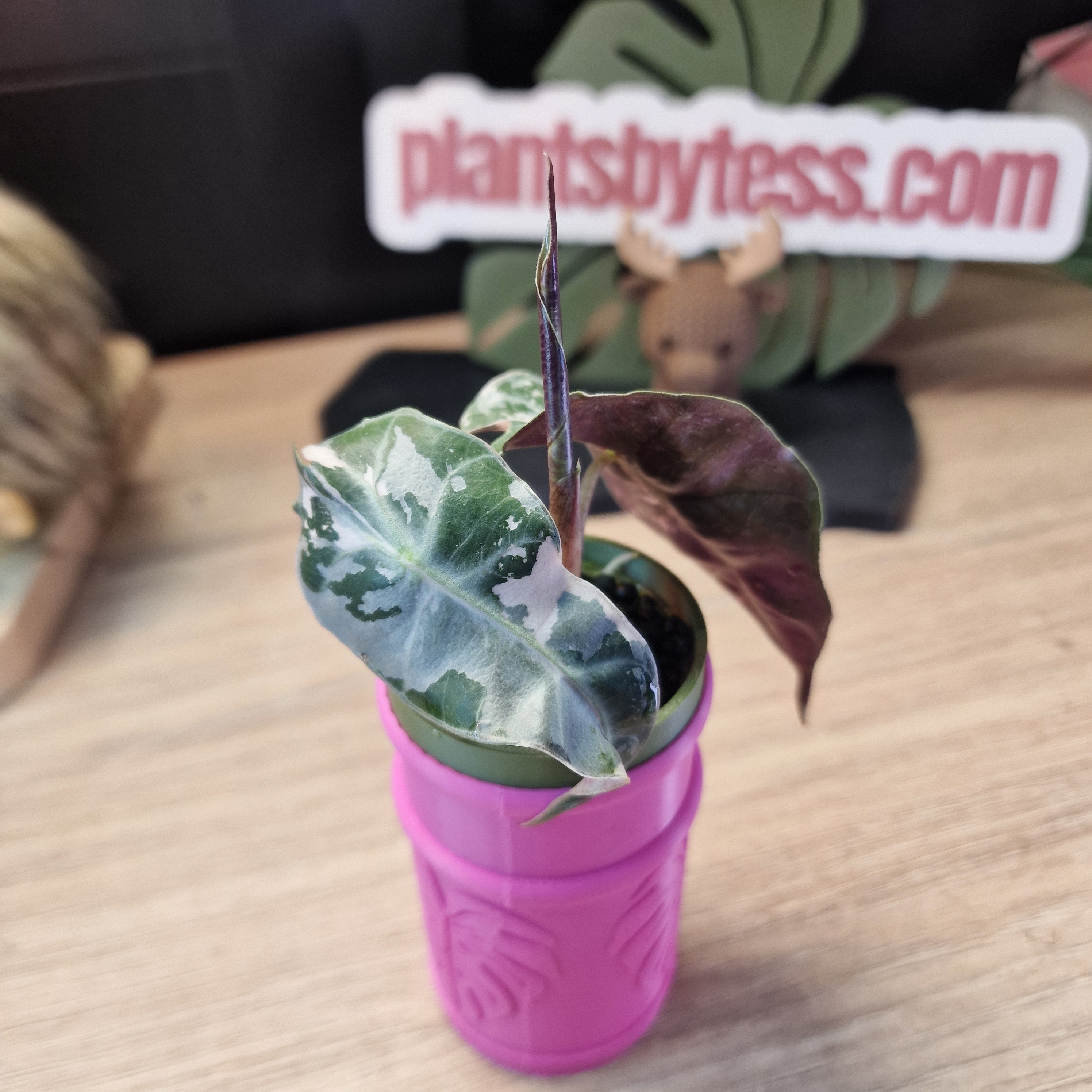 Alocasia Polly pink Snowflake #4