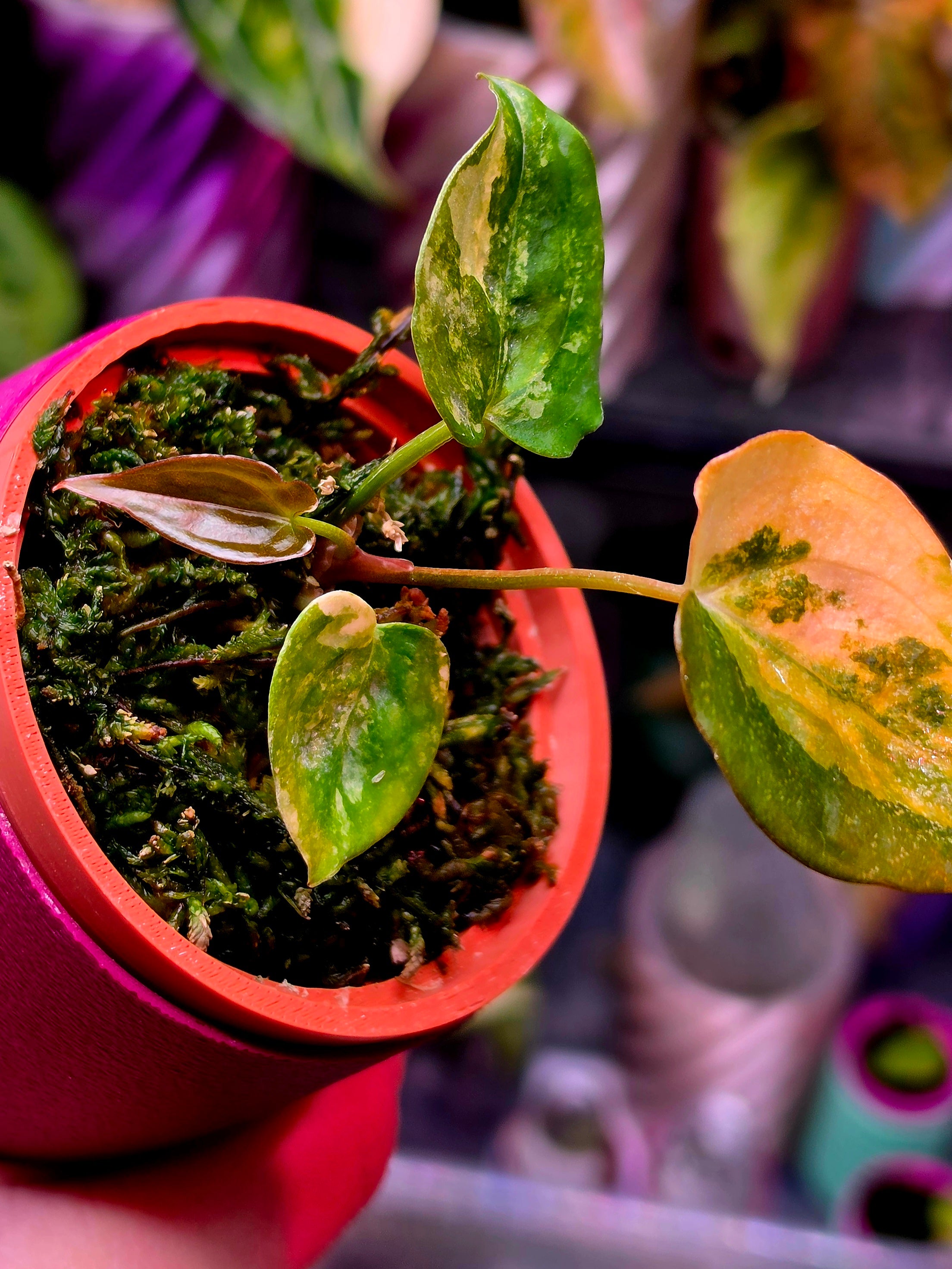 Anthurium Papillilaminum × Ace of Spades (SKG) | Peach Variegated