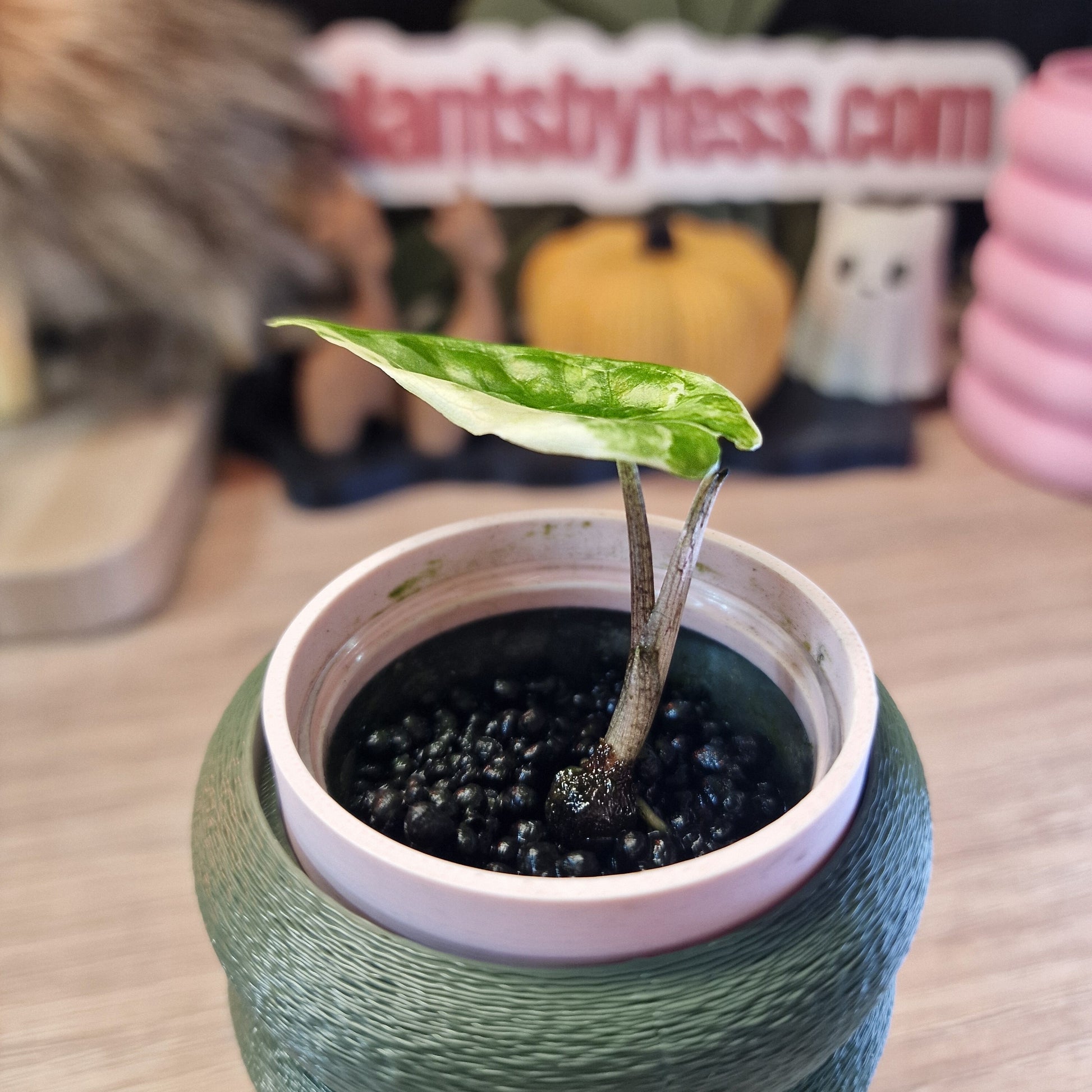 Alocasia Corazon aurea baby