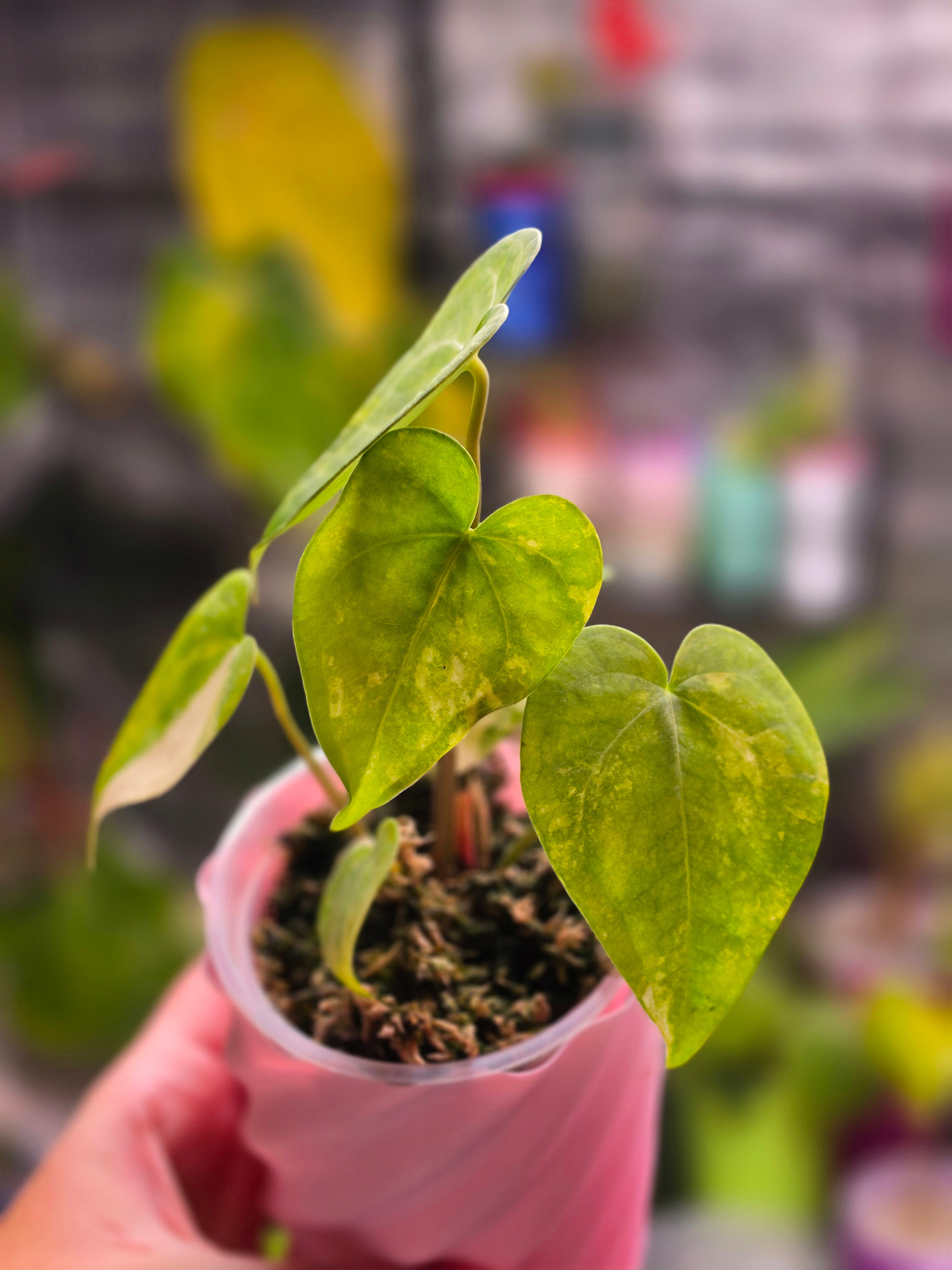 Anthurium Queen of Hearts × Clarinervium | Velvet Heart Leaf Hybrid