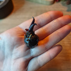 Alocasia Macrorrhiza Black Stem albo corms