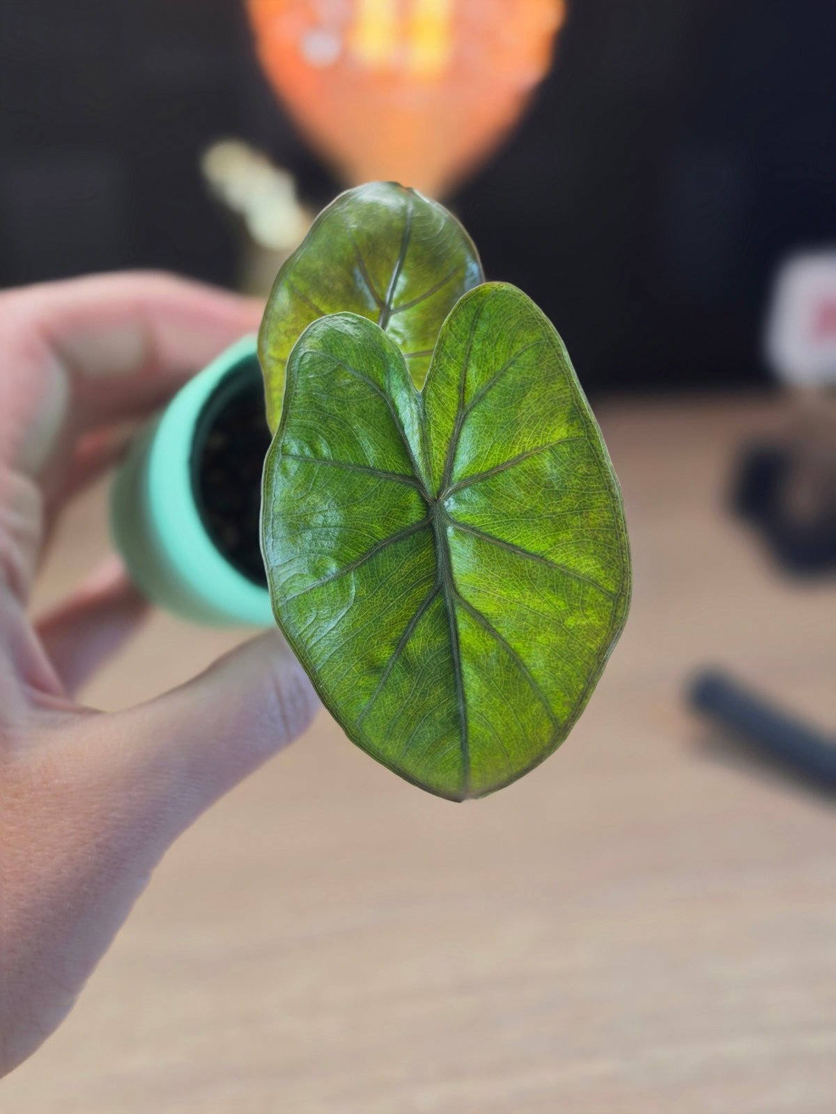 Alocasia 'Yucatan Princess' Gold