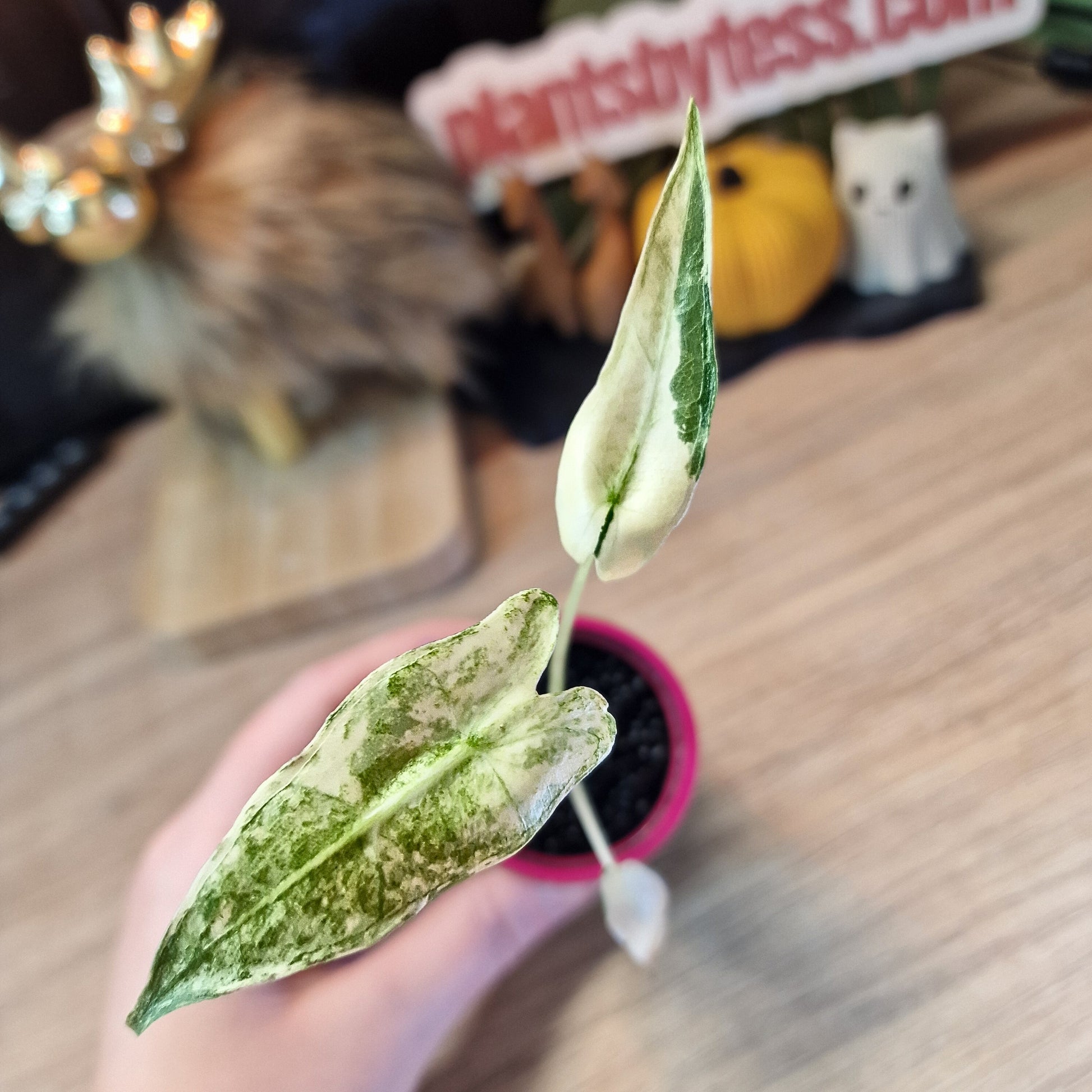 Alocasia Sarian albo