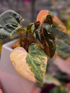 Anthurium Black Venom × RVDP (clone)