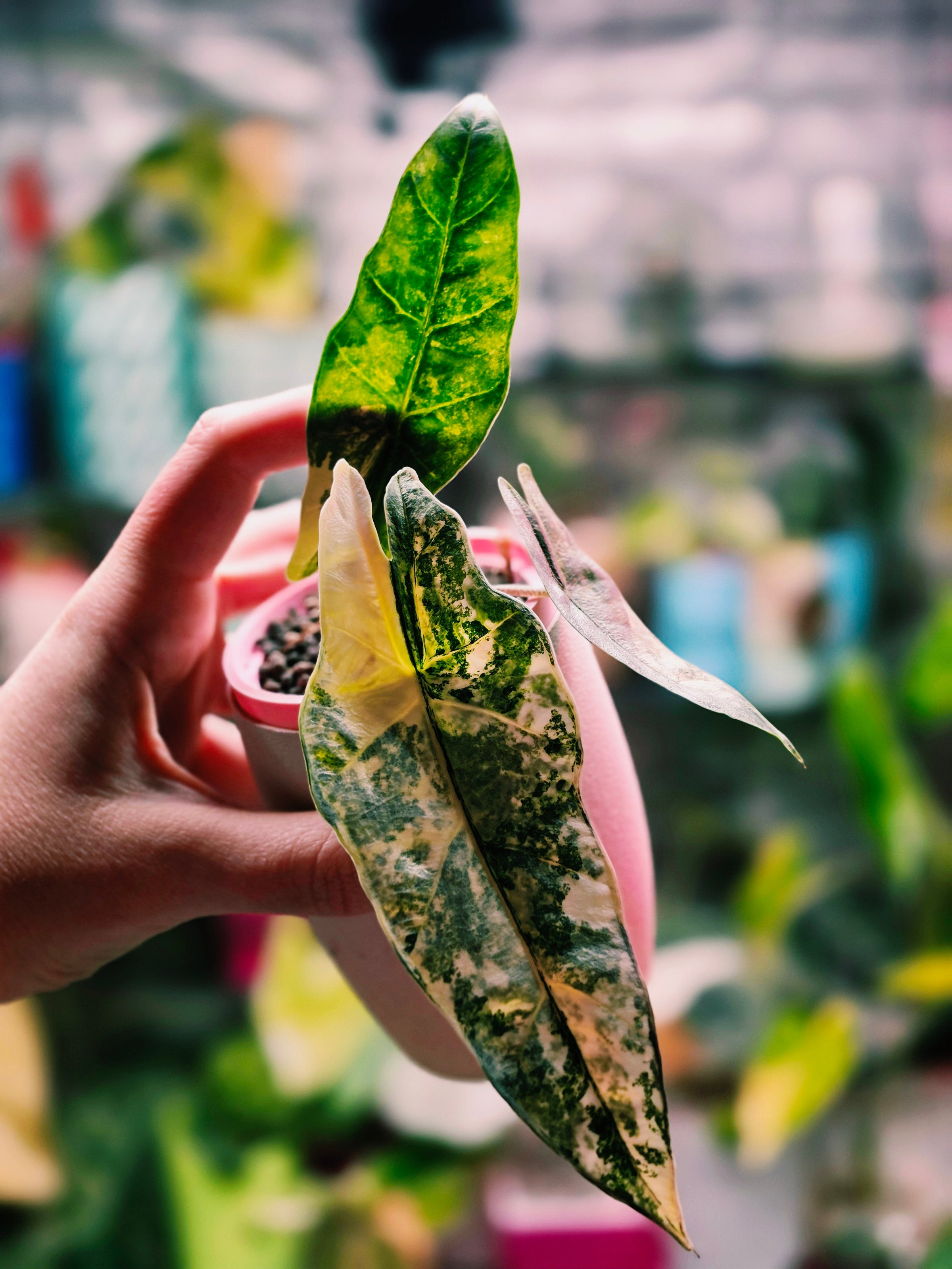 Alocasia Metallic Blue Aurea Corm | Golden Variegated Rare Bulb