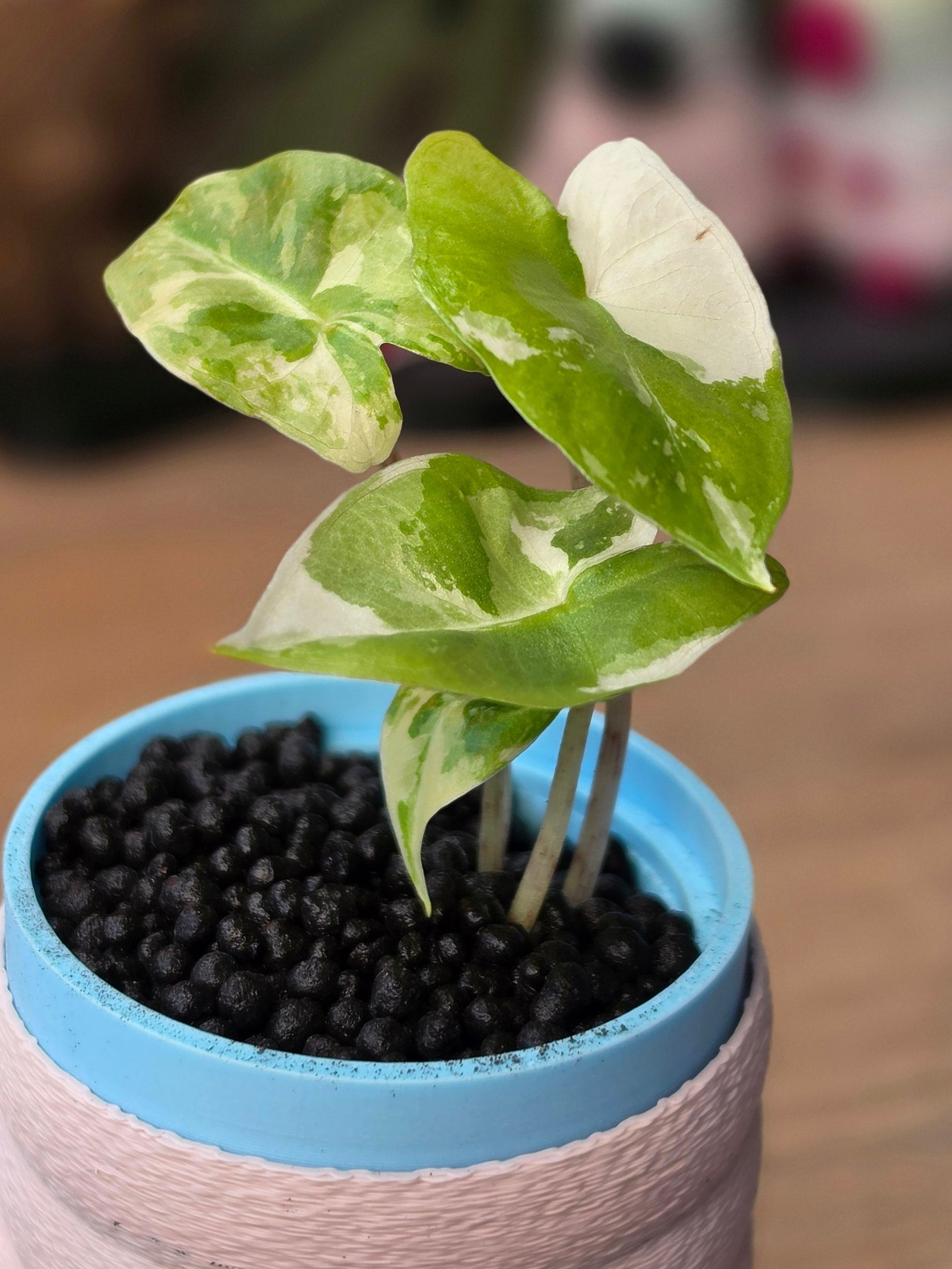 アロカシア シンタング ネオンバリエガータ Alocasia Sintang Neon – Plant.ess