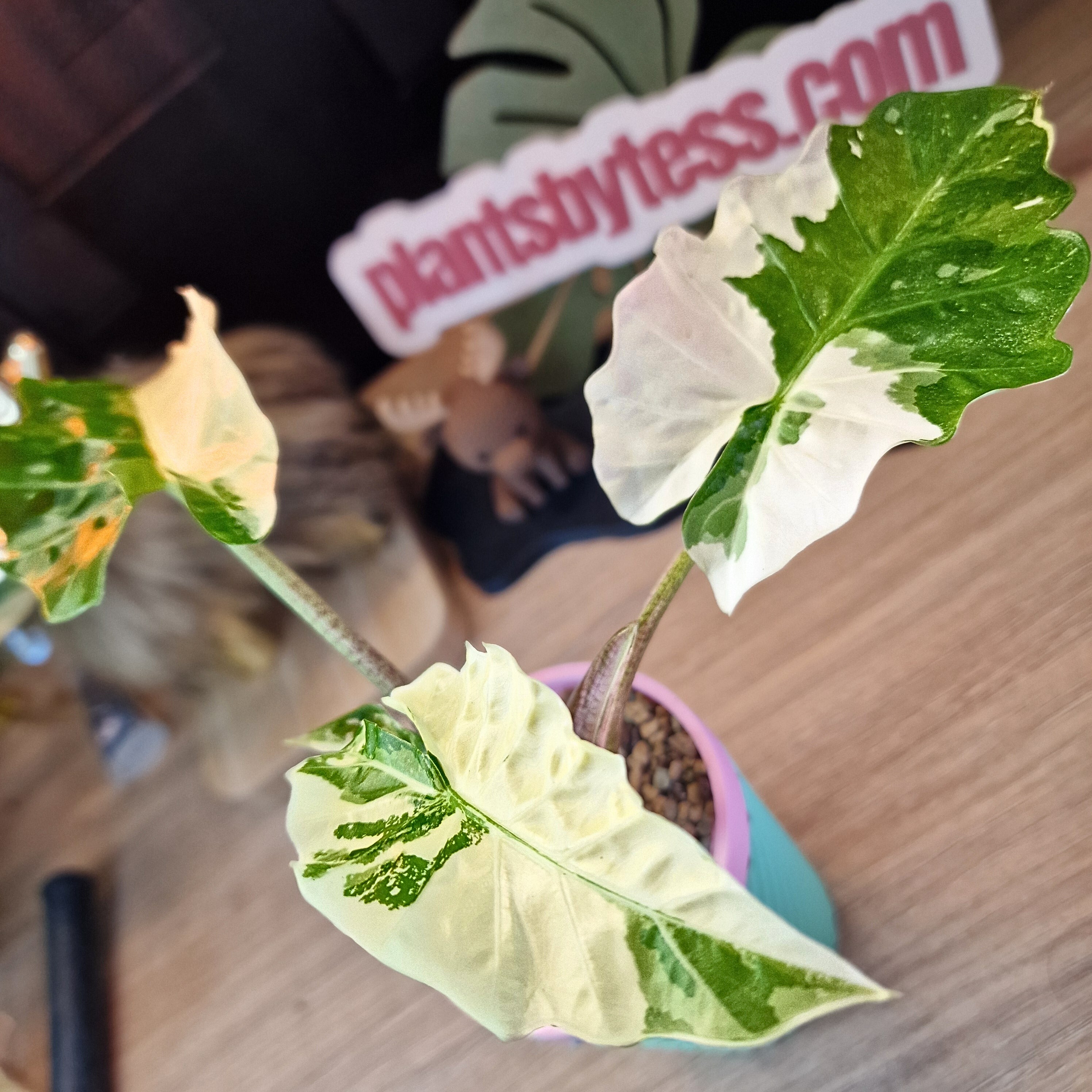 Alocasia Low Rider albo – Plant.ess