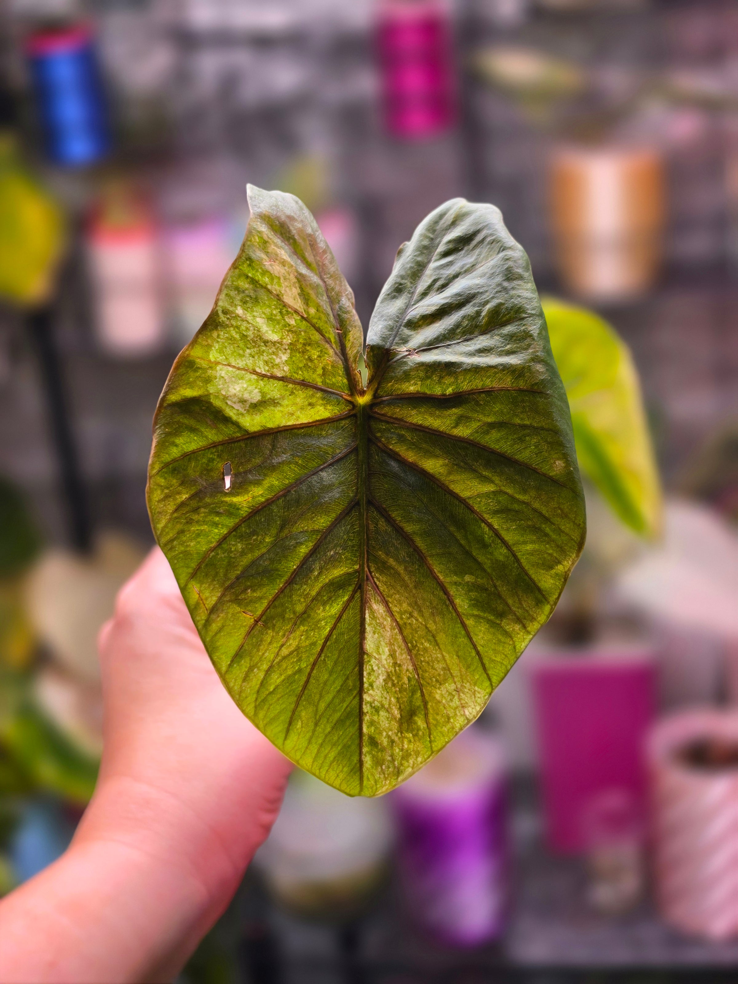 Alocasia Serendipity Gold Variegated | Rare Collector Alocasia Plant #3