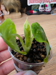 Alocasia Ninja Albo | Variegated Collector Plant #01