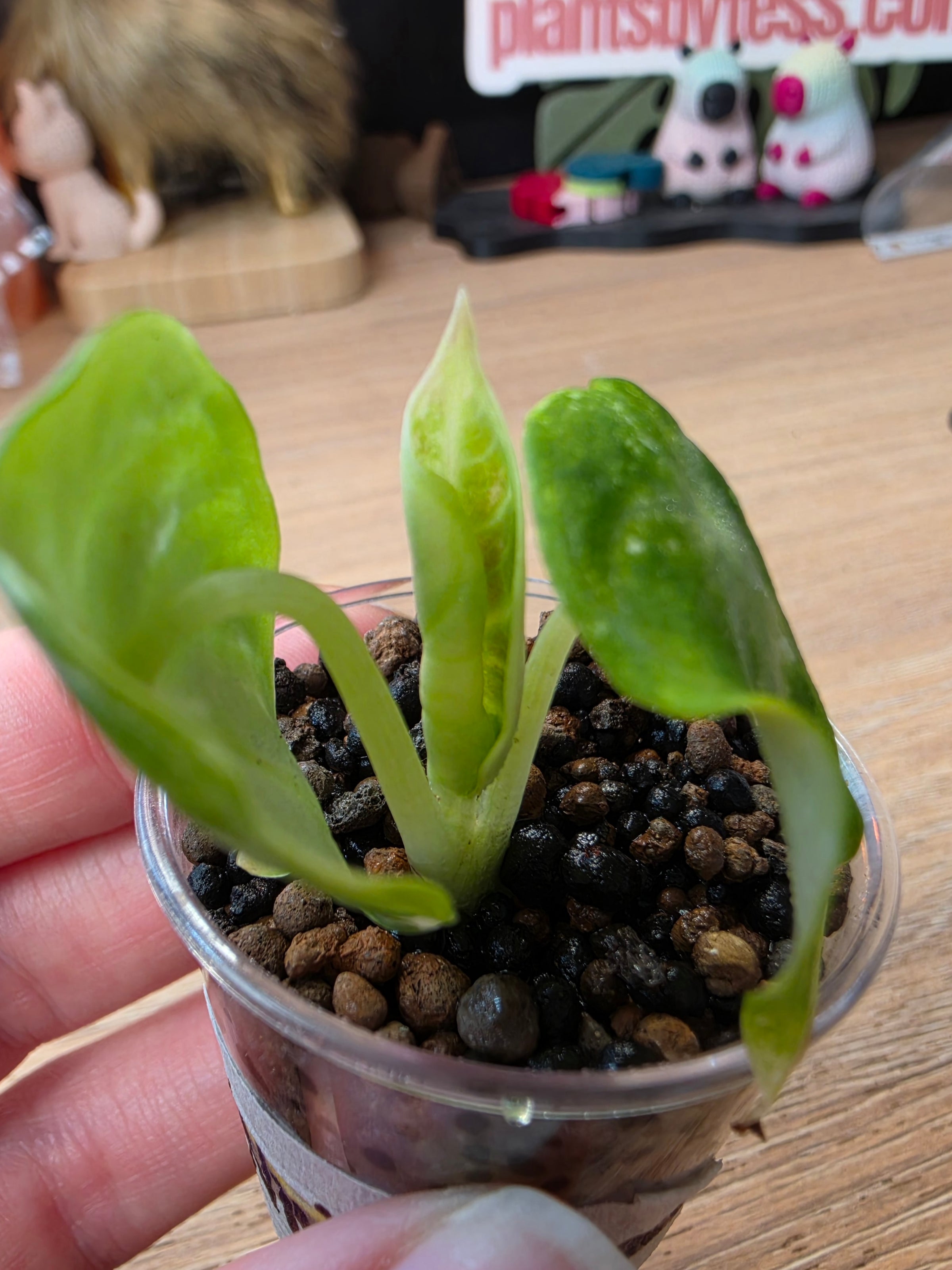 Alocasia Ninja Albo | Variegated Collector Plant #01