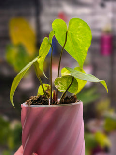 Anthurium Queen of Hearts × Clarinervium | Velvet Heart Leaf Hybrid