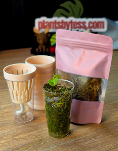 Anthurium Starter Kit | Seedling + MINI SIPS Self-Watering Setup