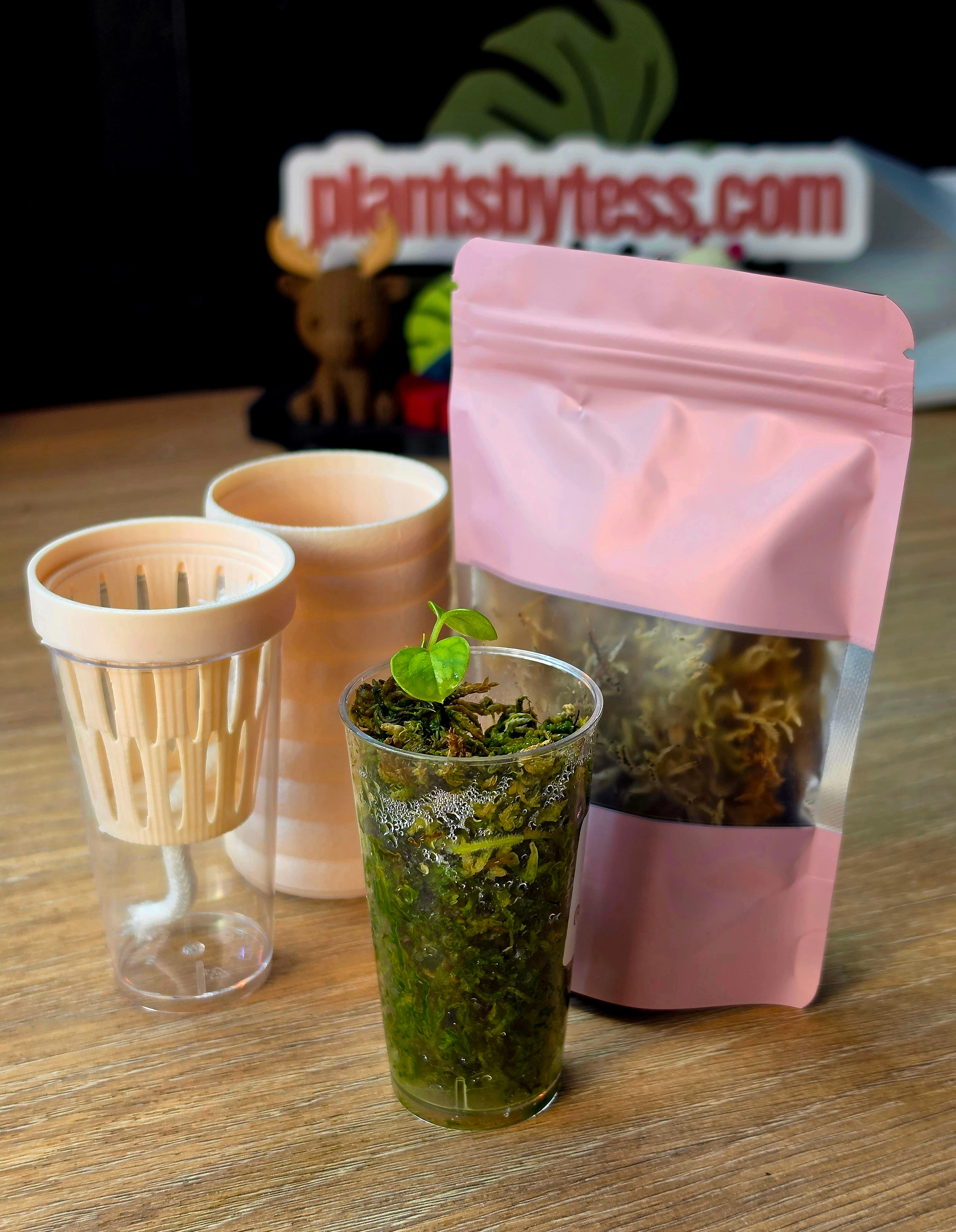 Anthurium Starter Kit | Seedling + MINI SIPS Self-Watering Setup