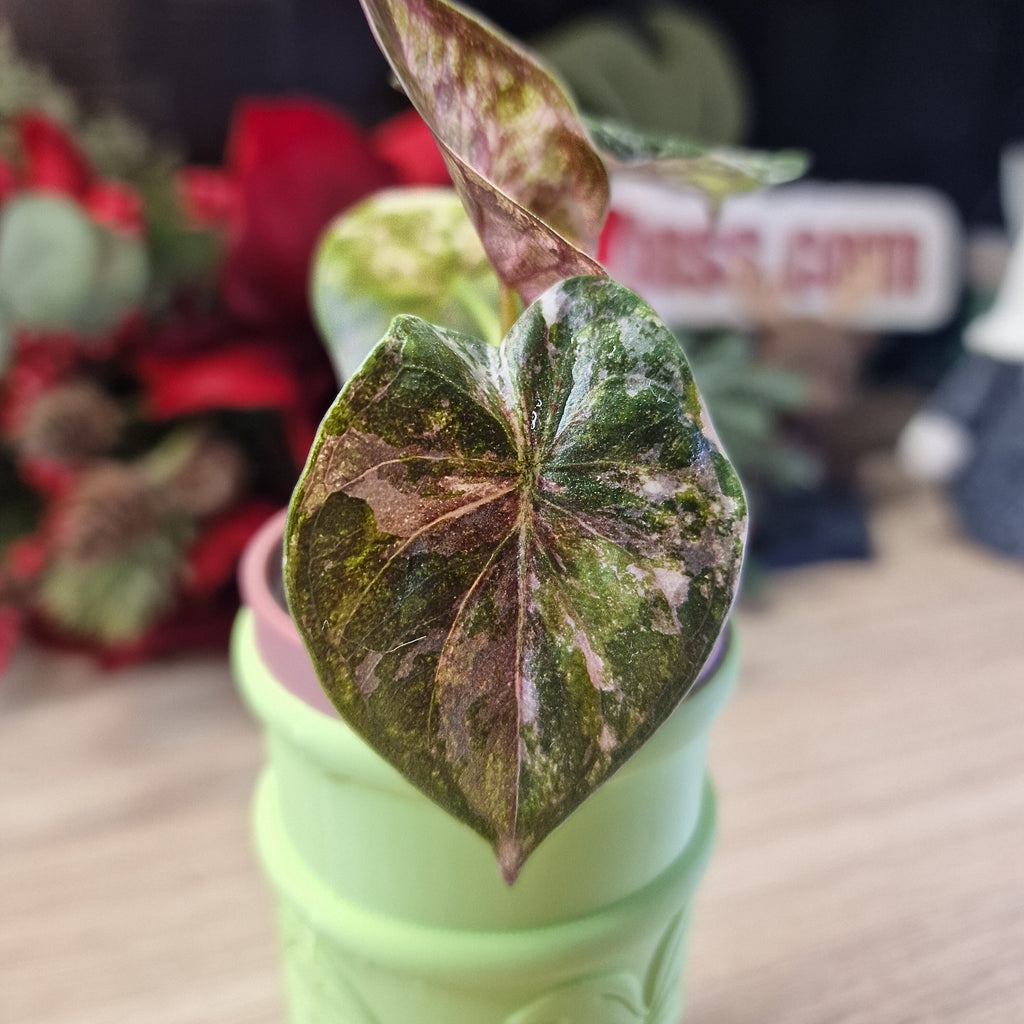 Alocasia Wentii albo baby