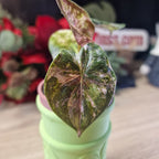 Alocasia Wentii albo baby