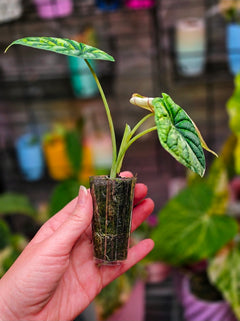 Alocasia 'Dragon Scale' (Variegated)